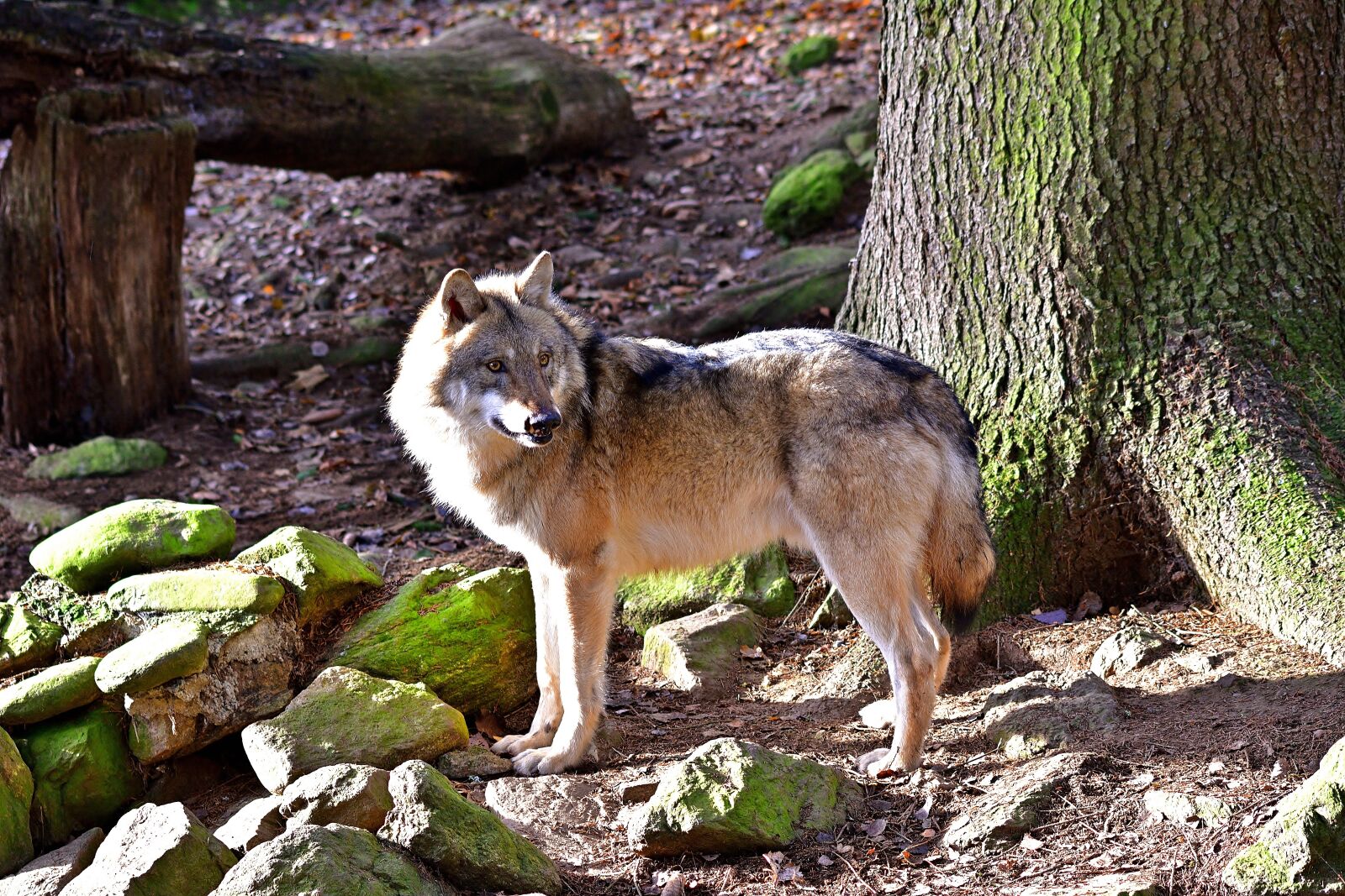 Nikon D5200 sample photo. Nature, wolf, animal world photography