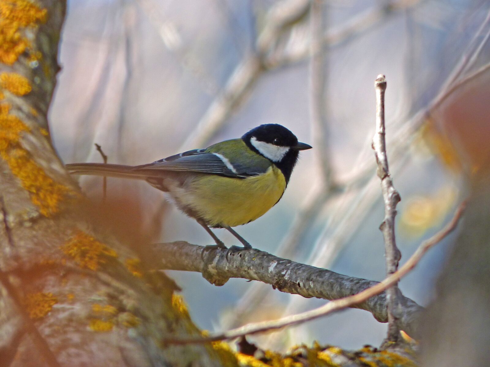 Panasonic Lumix DMC-FZ70 sample photo. Tit, parus major, coal photography
