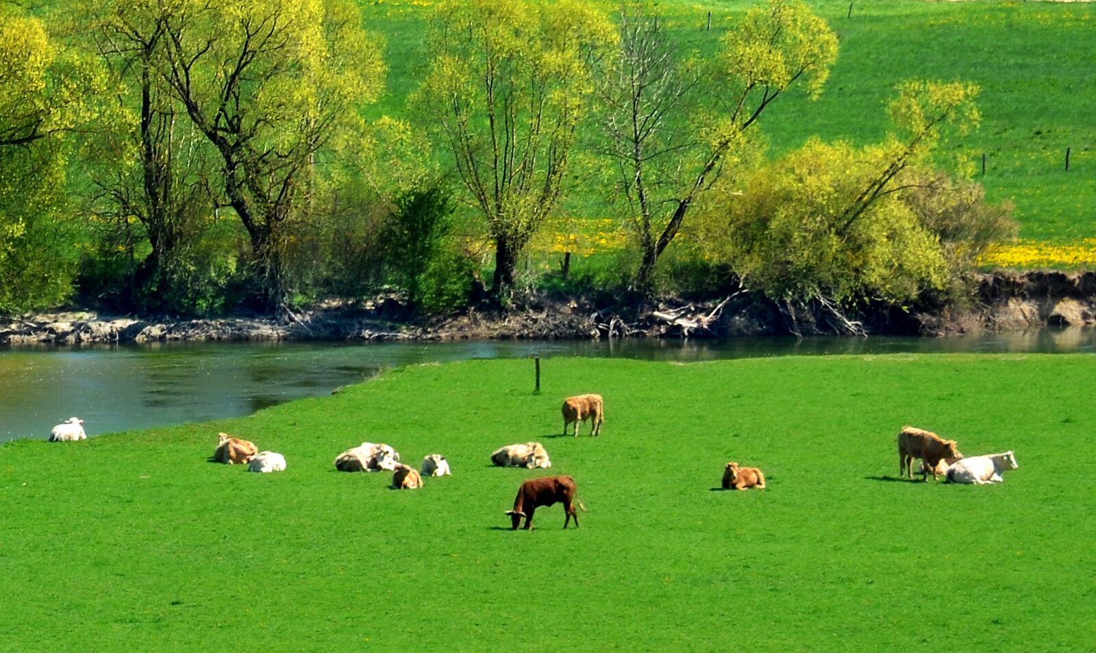 Nikon D5100 sample photo. Cows, beef, cattle photography