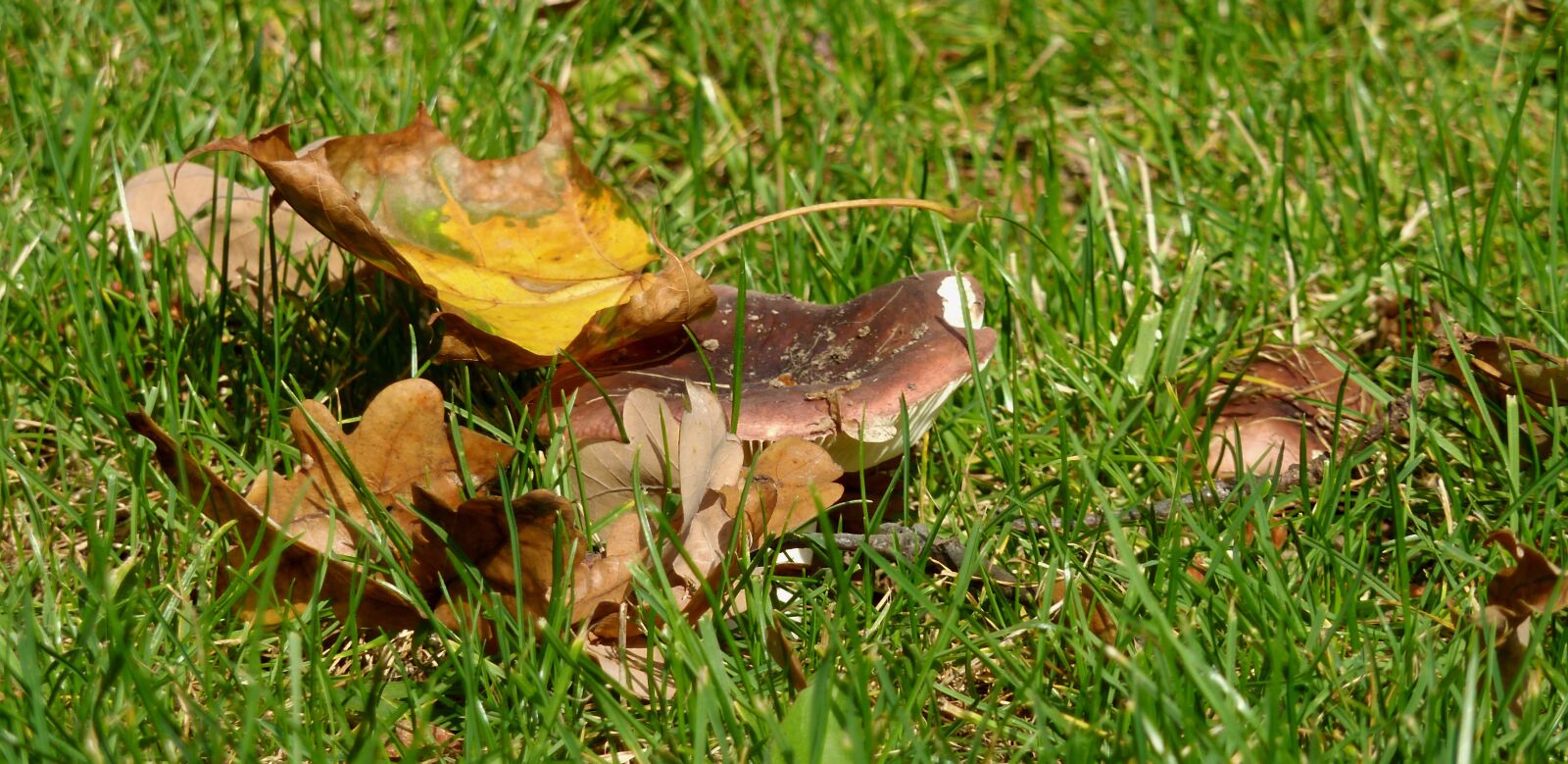Panasonic DMC-TZ7 sample photo. Mushrooms, autumn, nature photography