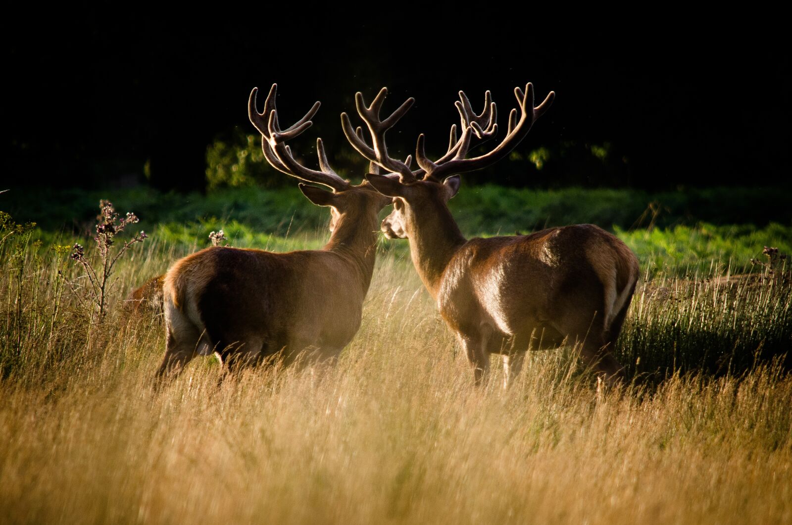 Nikon D7000 sample photo. Deer, nature, park photography