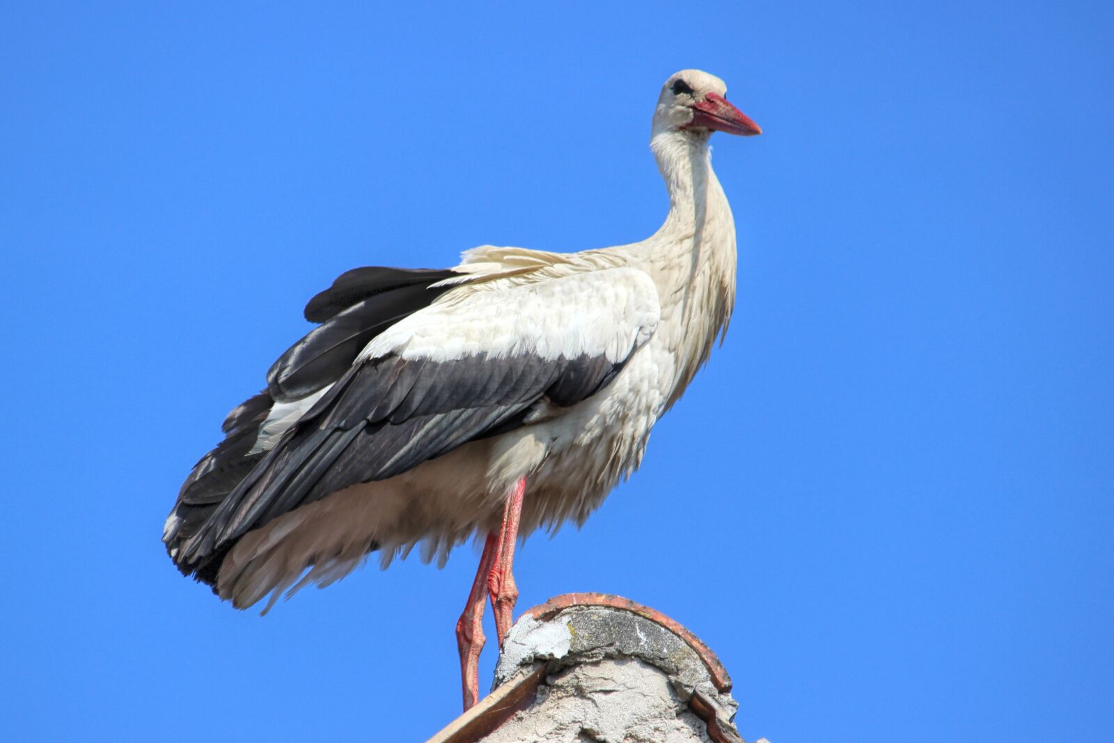 Canon EOS 600D (Rebel EOS T3i / EOS Kiss X5) sample photo. Stork, animal world, bird photography