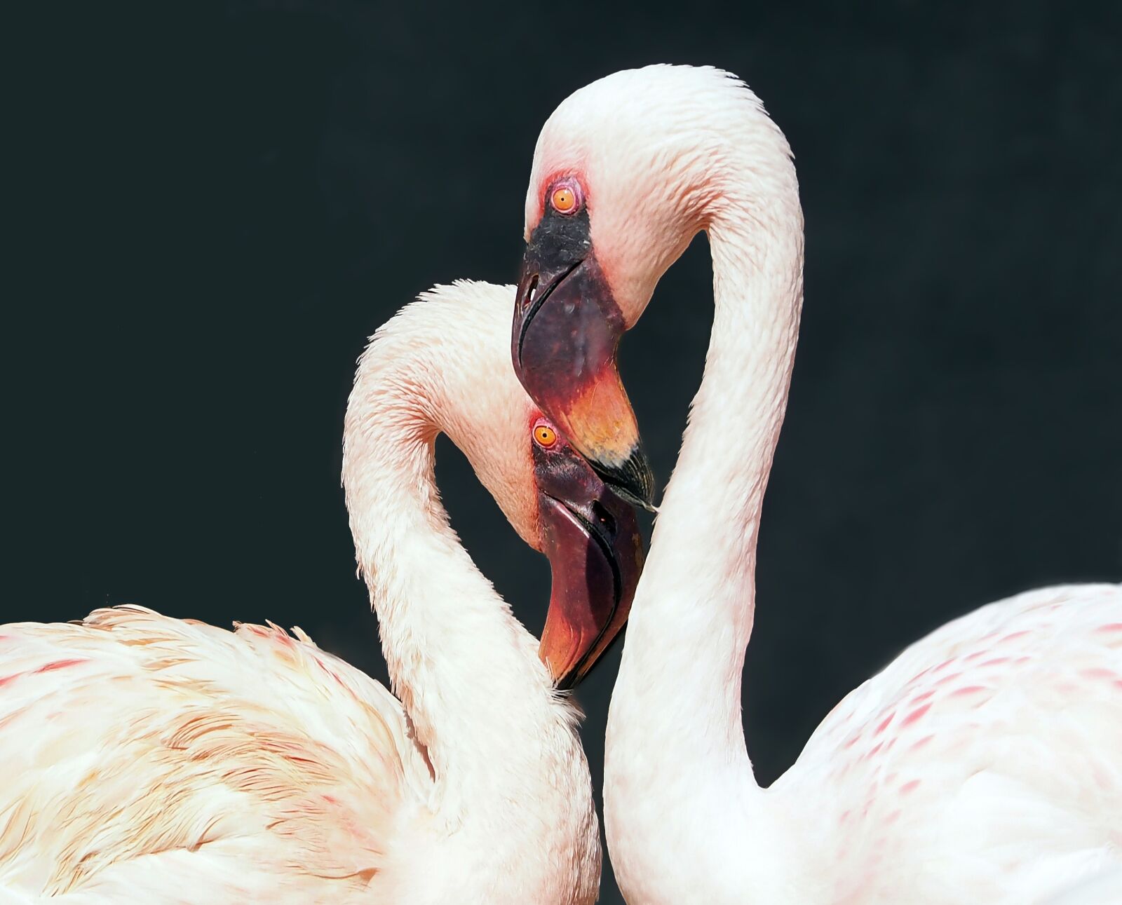 Olympus OM-D E-M1 sample photo. Flamingo, pair, tenderness photography