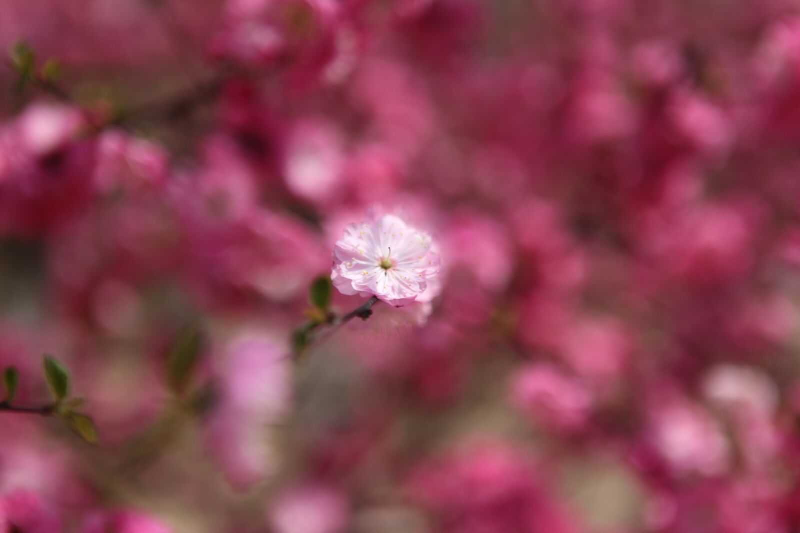 Canon EOS 5D Mark II sample photo. Plum blossom, beijing, the photography