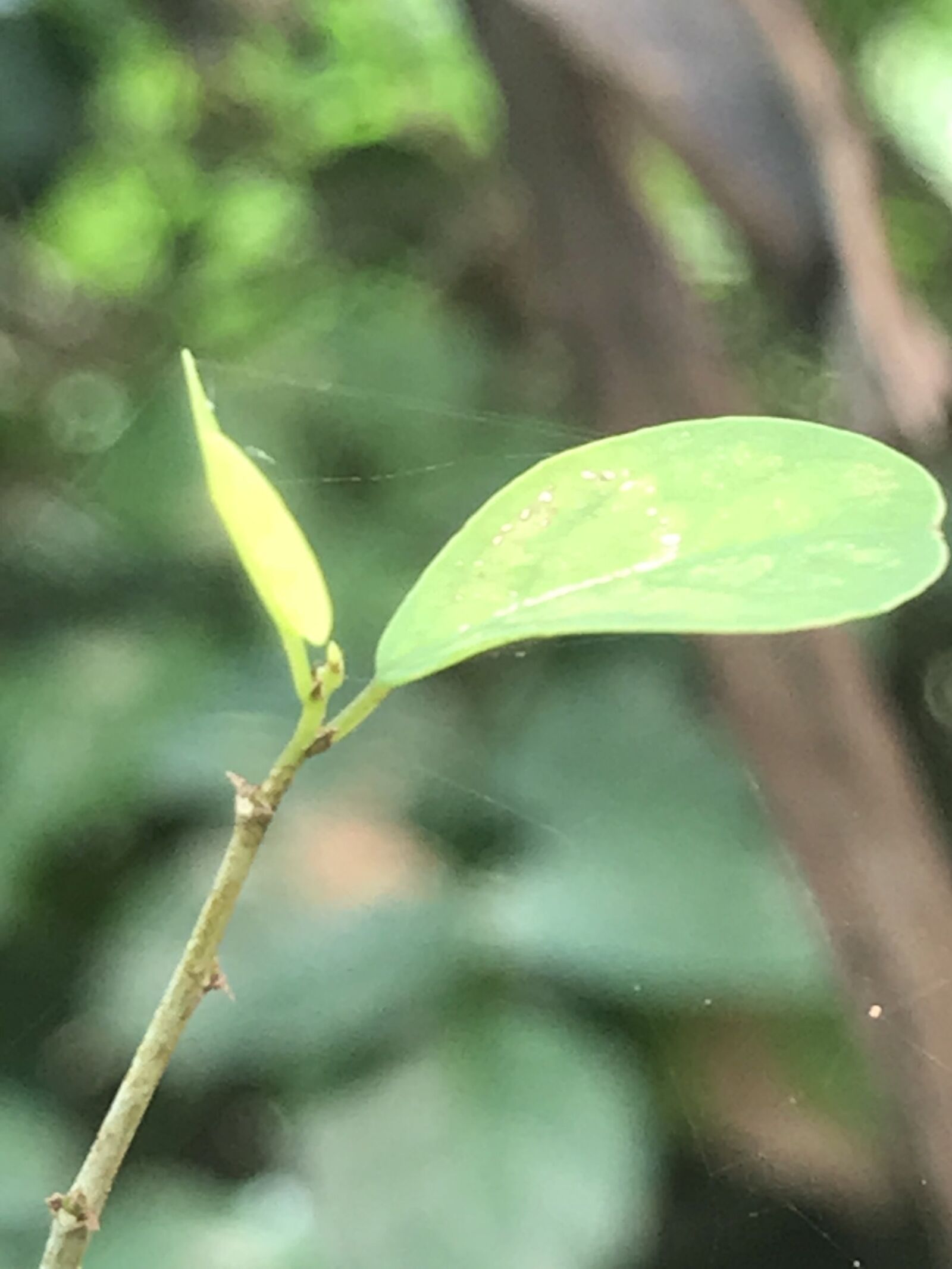 iPhone 7 back camera 3.99mm f/1.8 sample photo