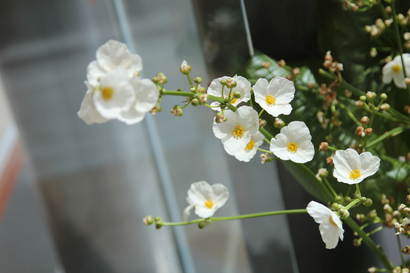 Canon EF 24-105mm F4L IS USM sample photo. Beautiful, flowers photography