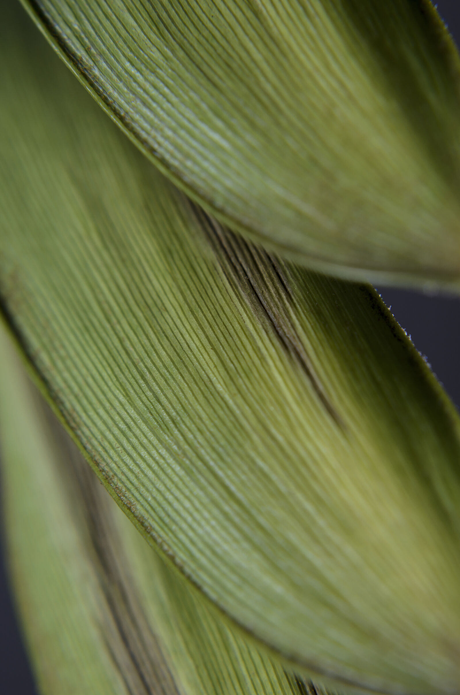 Nikon D7000 + Nikon AF-S Nikkor 50mm F1.8G sample photo. Abstract, abstrato, background, brazilian photography
