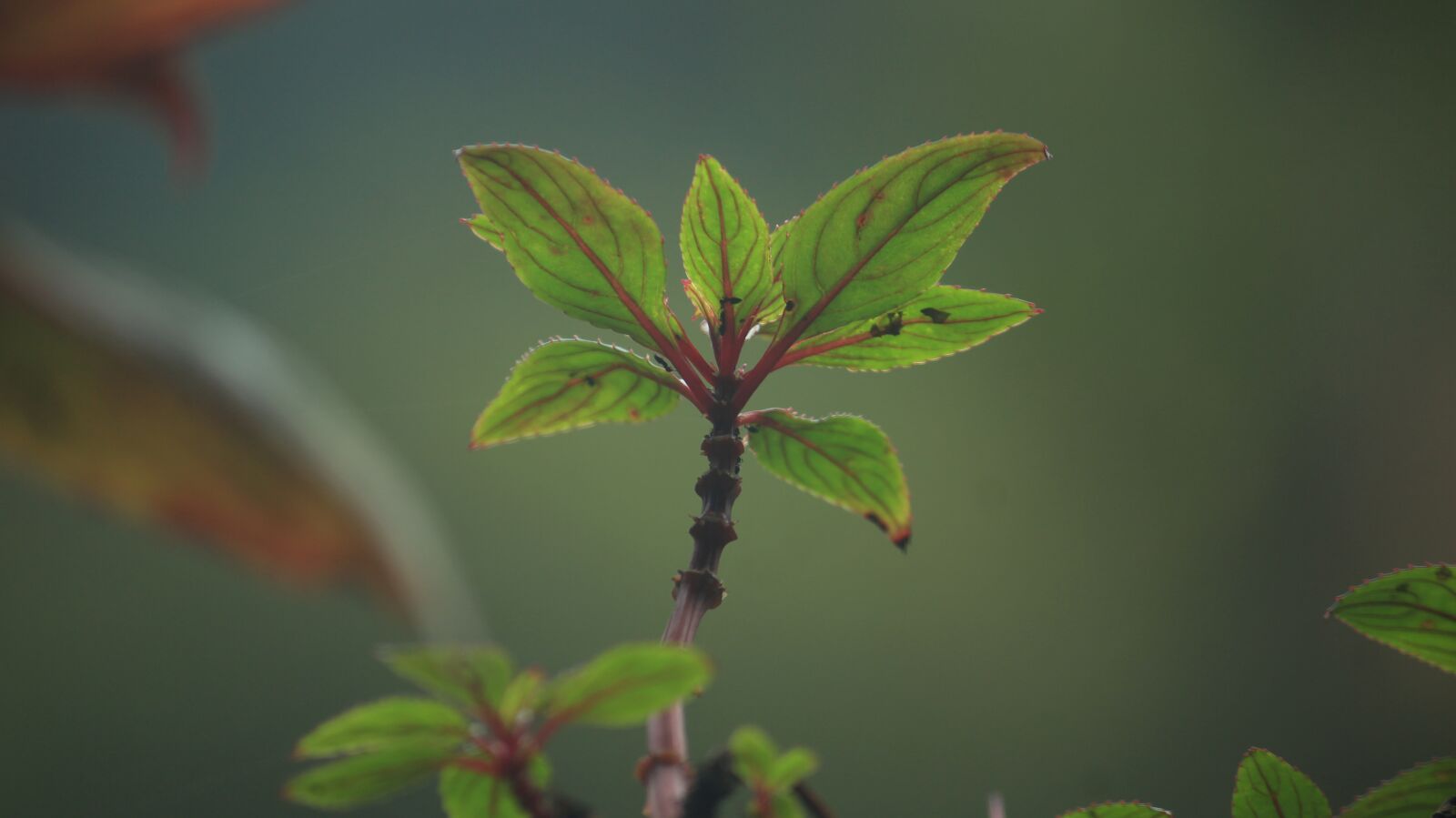 Canon EOS 600D (Rebel EOS T3i / EOS Kiss X5) sample photo. Nature, leaf, leaves photography