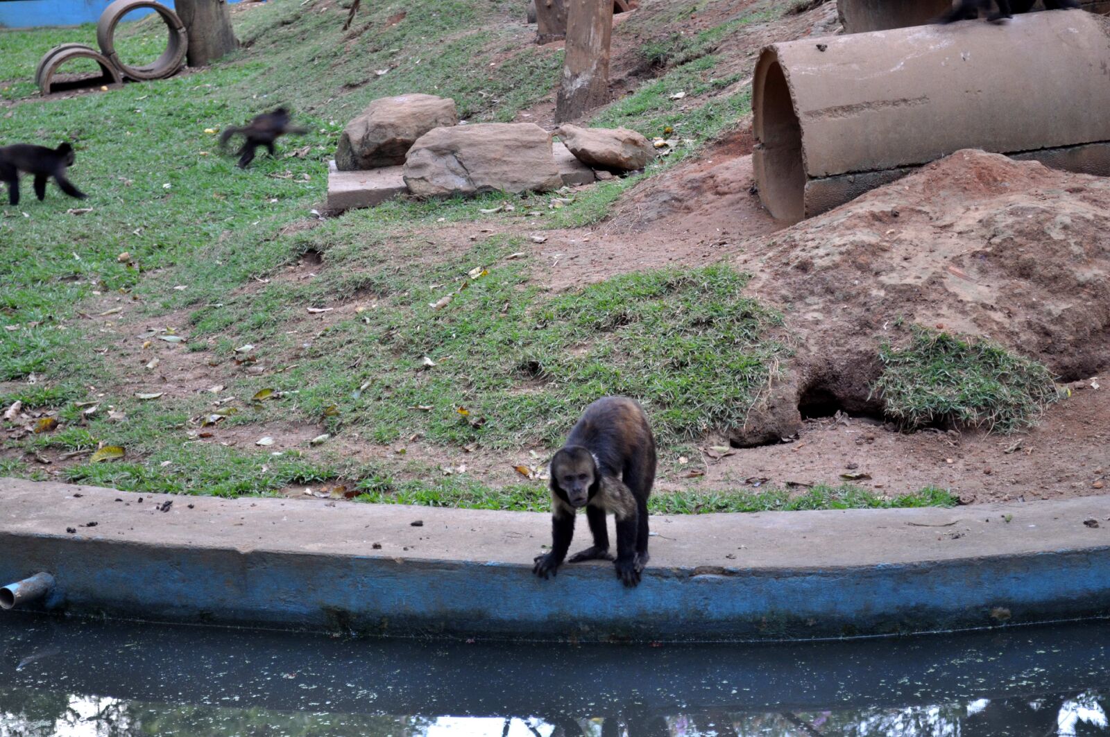 Nikon D5000 sample photo. Monkey, bank, pool photography