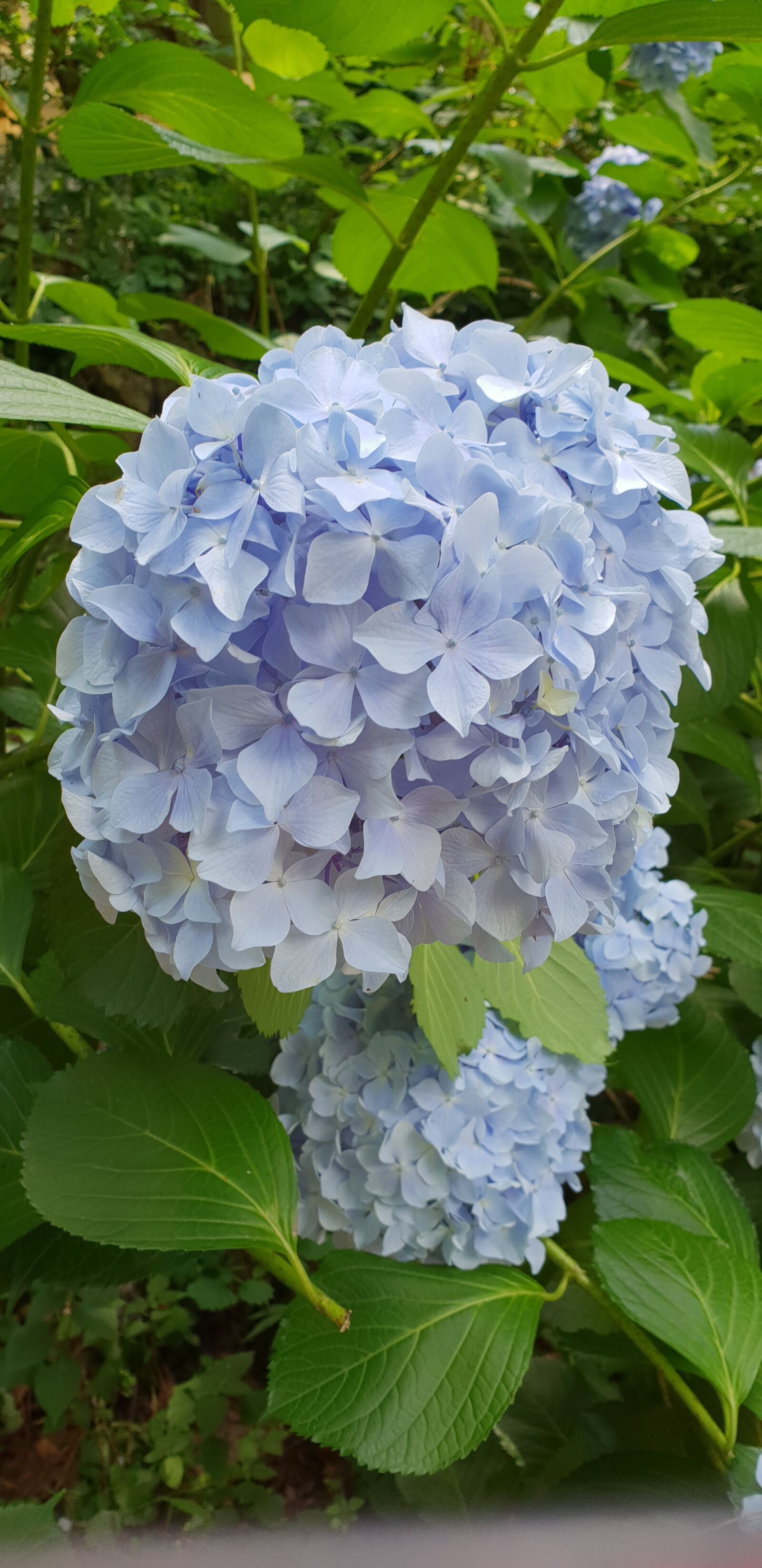Samsung Galaxy S9+ sample photo. Korea, busan, nature photography