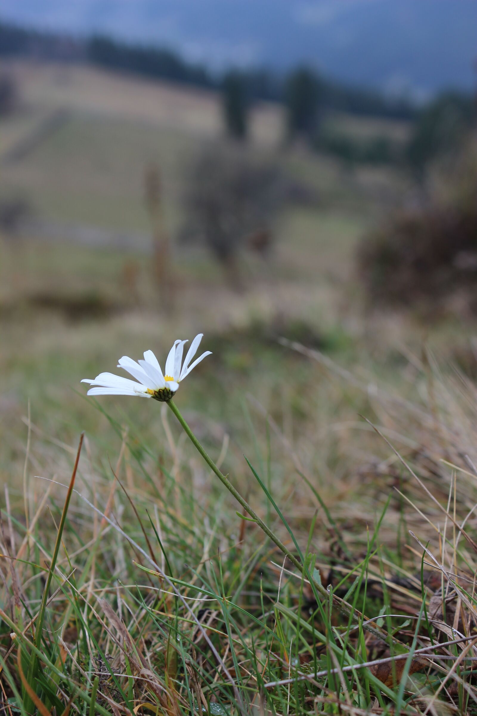 Canon EOS 600D (Rebel EOS T3i / EOS Kiss X5) sample photo. Daisy, flower, flowers of photography