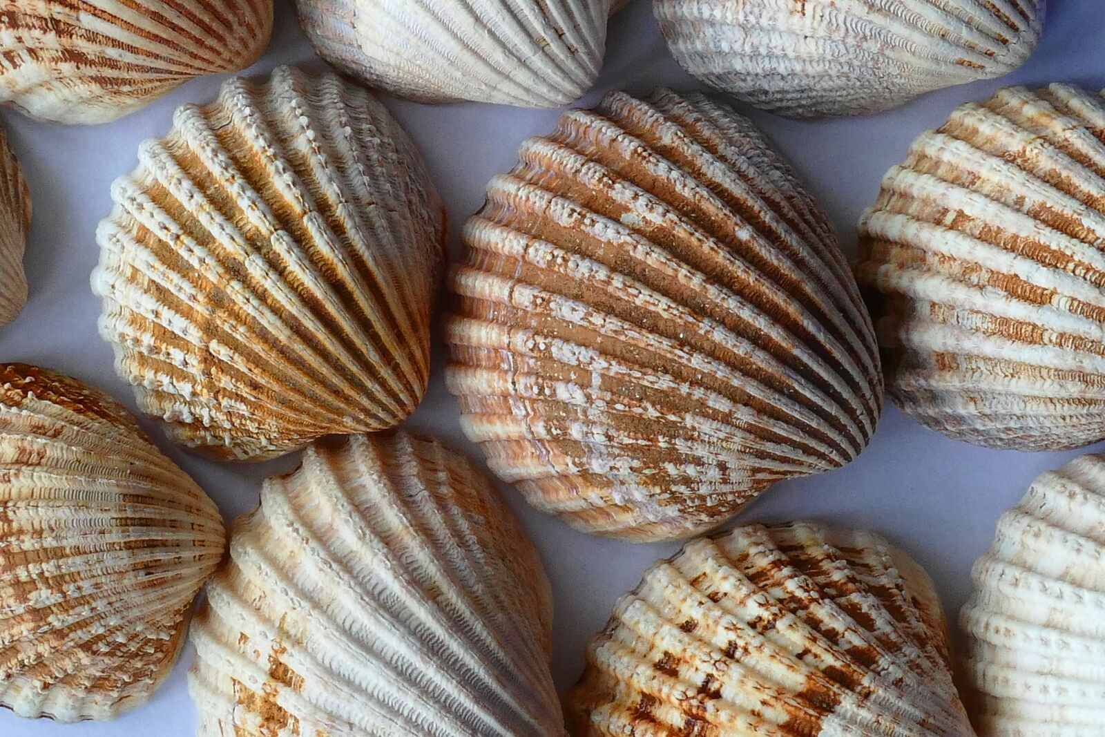 Panasonic Lumix DMC-FZ1000 sample photo. Blur, close, up, focus photography
