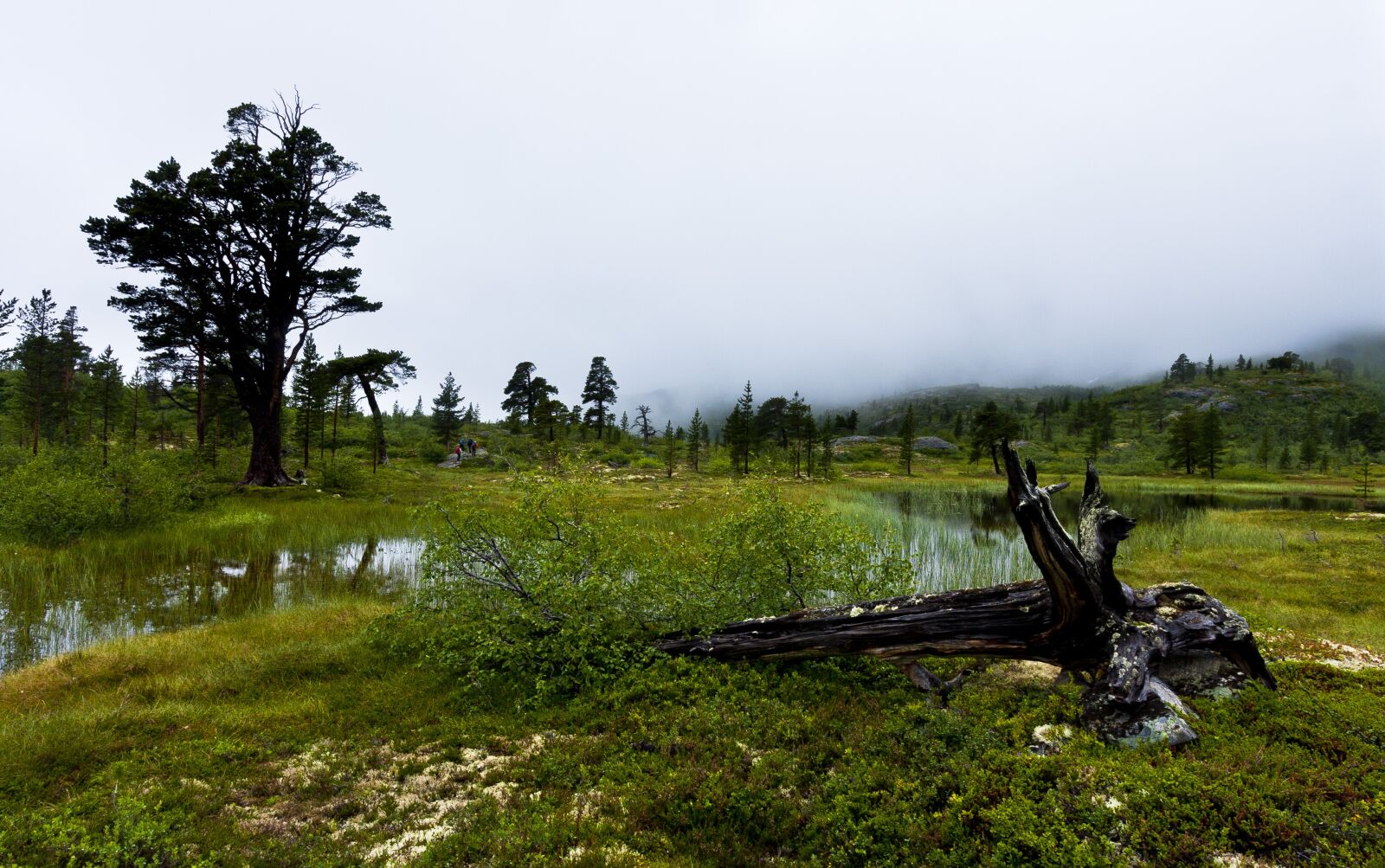 Canon EOS 40D sample photo. Landscape, fog, piece of photography
