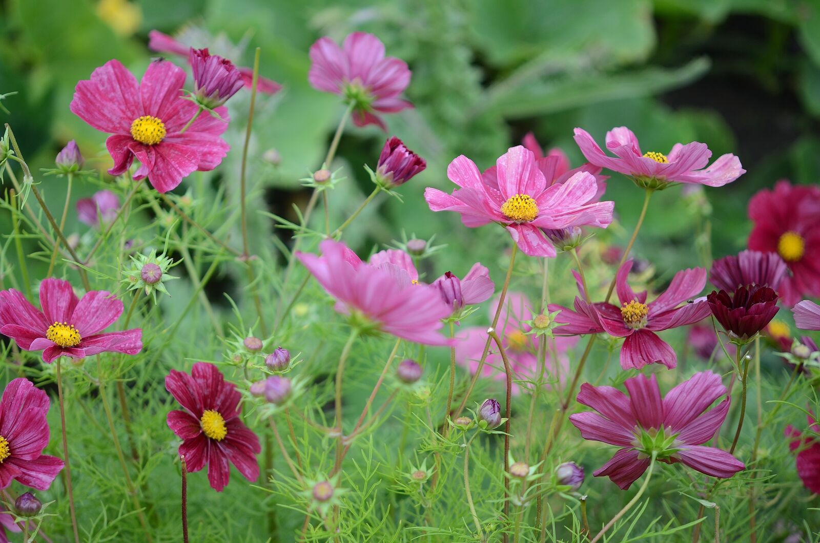 Nikon D7000 sample photo. Flower, natur, spring photography