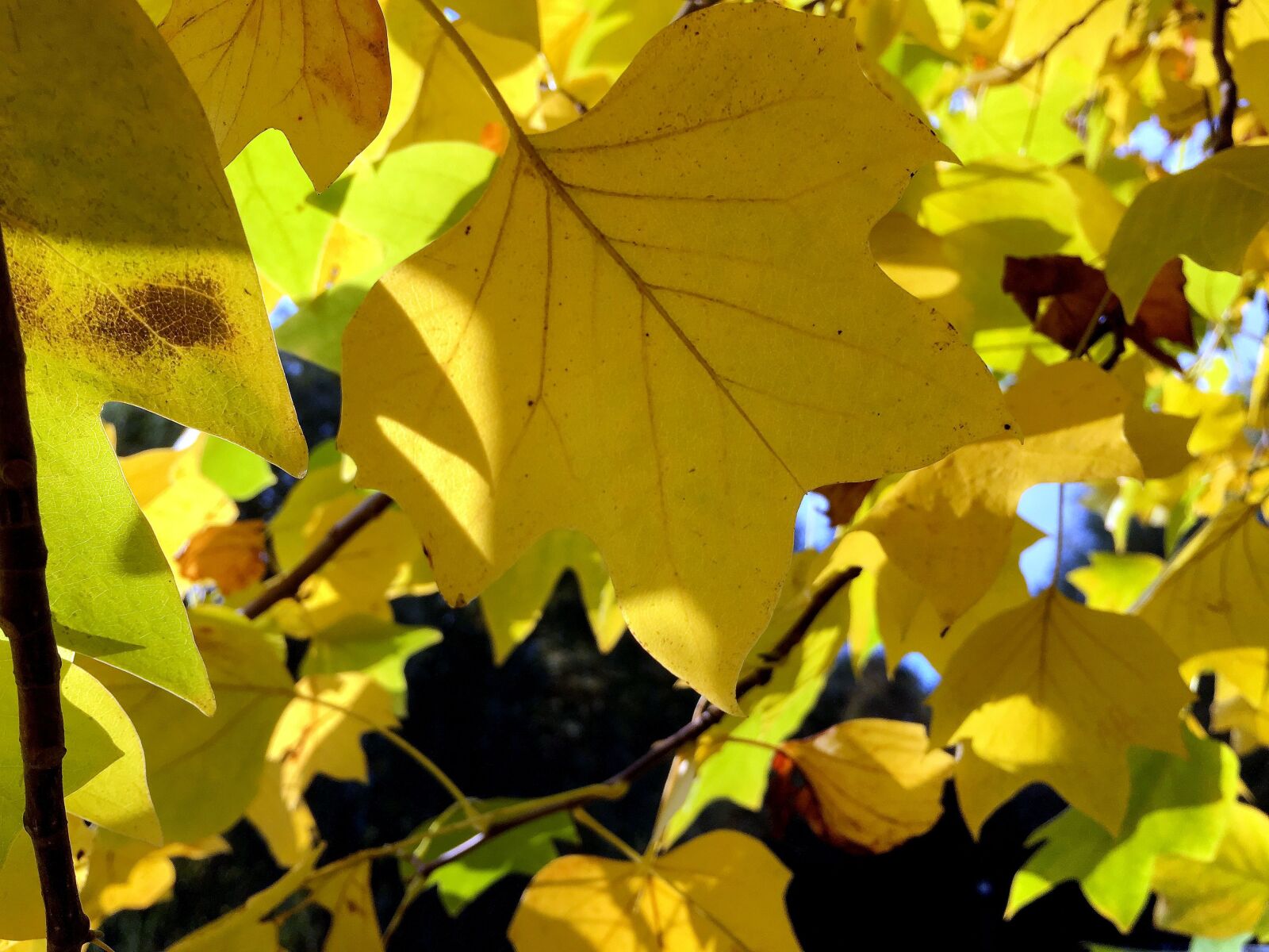 Apple iPhone 6s sample photo. Autumn, leaves, leaf photography