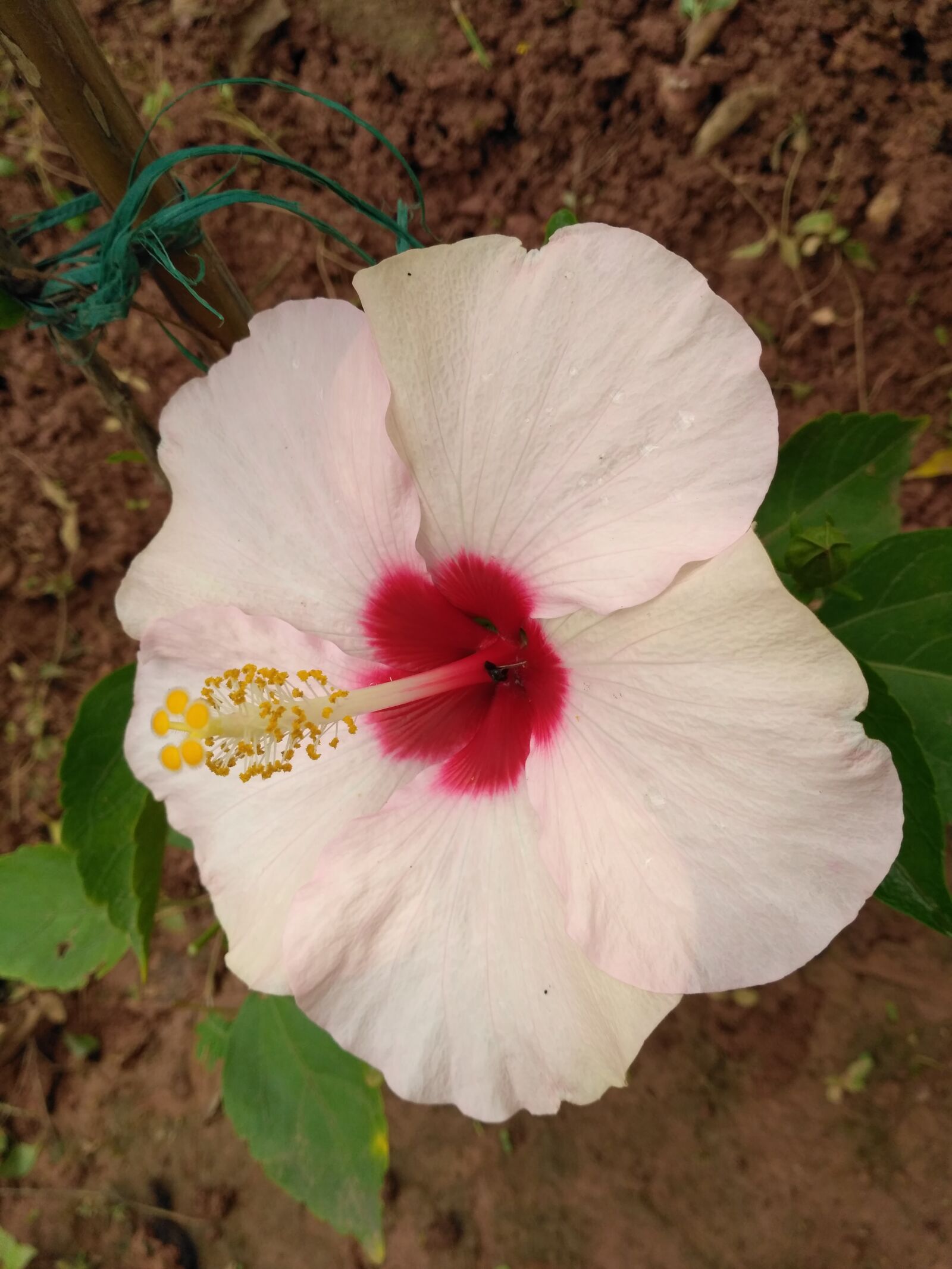Xiaomi Redmi 3S sample photo
