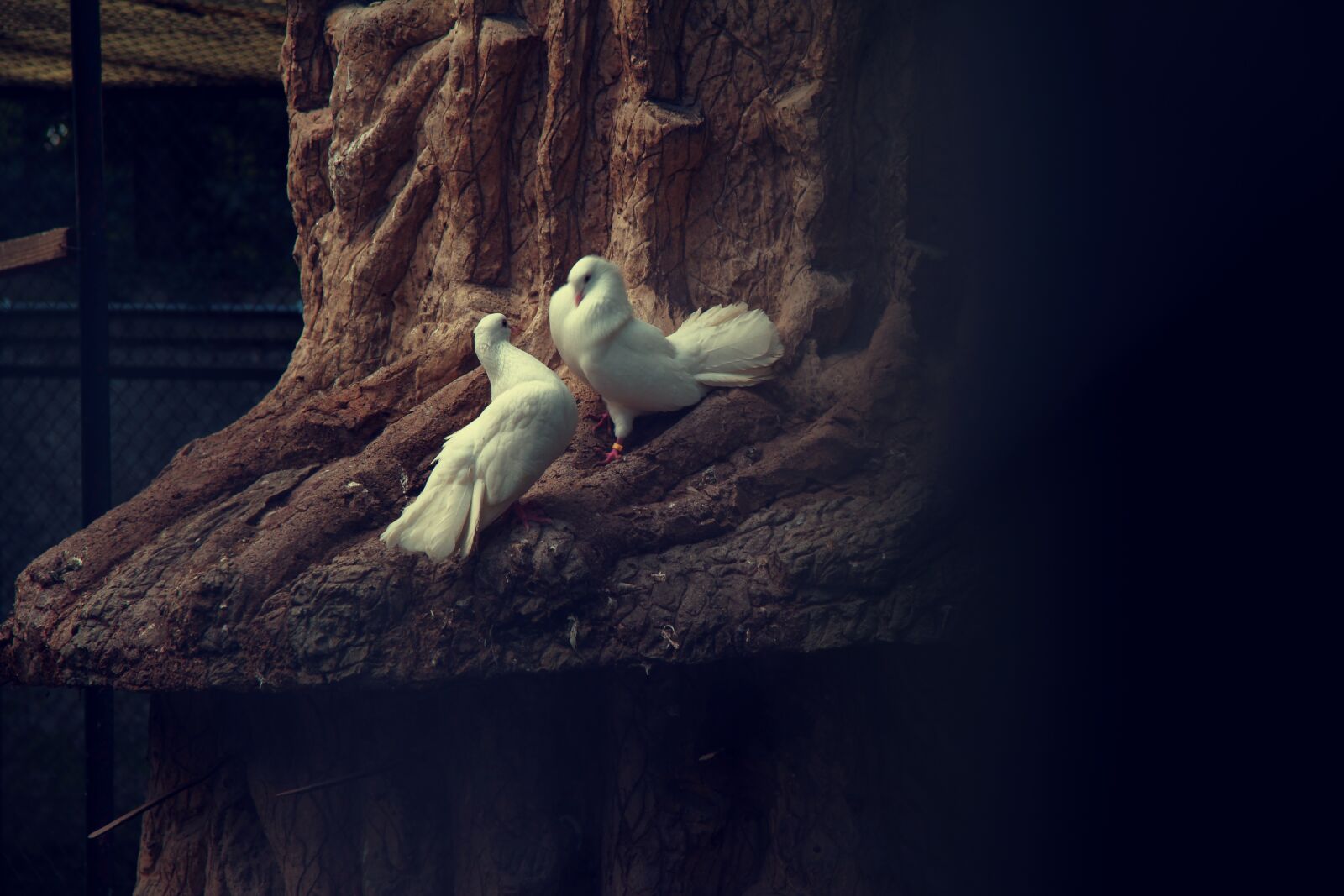 Canon EOS 550D (EOS Rebel T2i / EOS Kiss X4) sample photo. Doves, birds, animals photography
