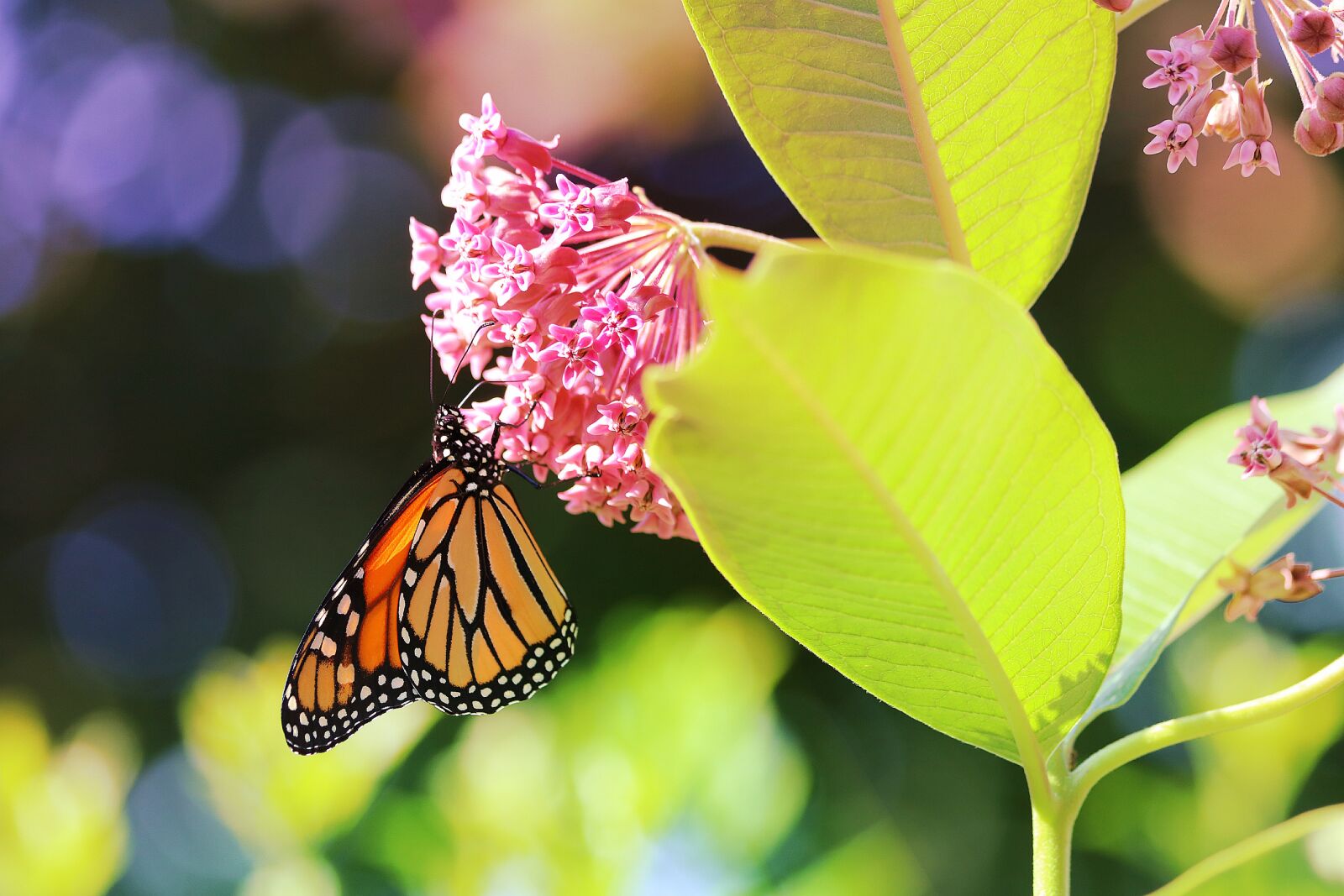 Canon EOS 750D (EOS Rebel T6i / EOS Kiss X8i) sample photo. A monarch butterfly, insect photography