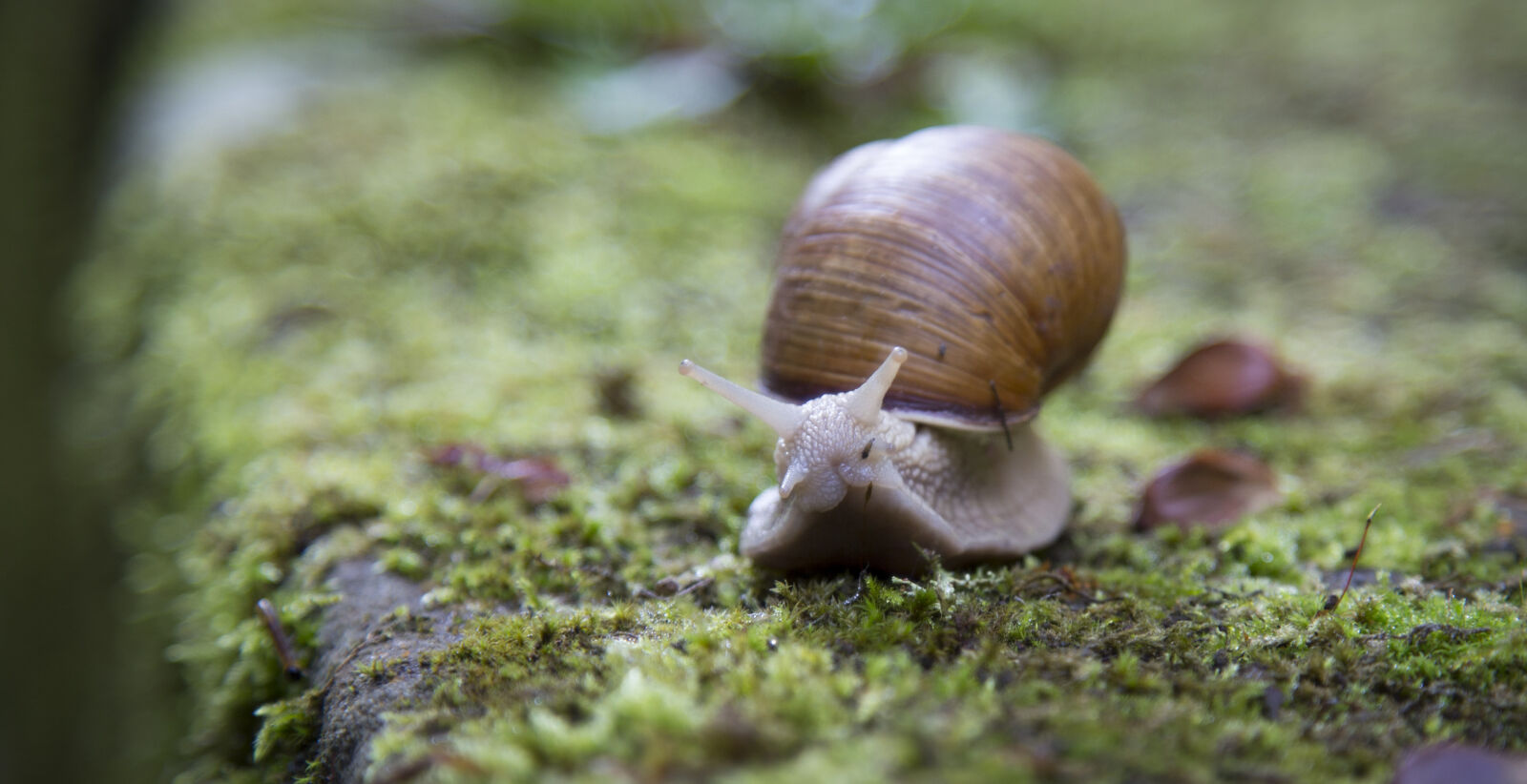 Canon EF 24-105mm F4L IS USM sample photo. Slow, slug, snail, shell photography