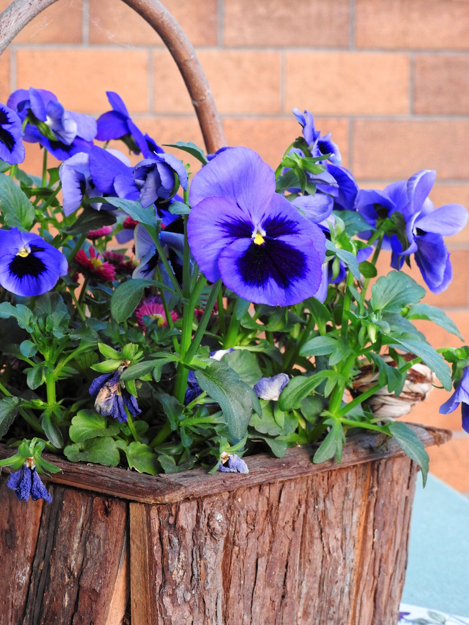 Nikon Coolpix P900 sample photo. Decoration, deco, flower photography