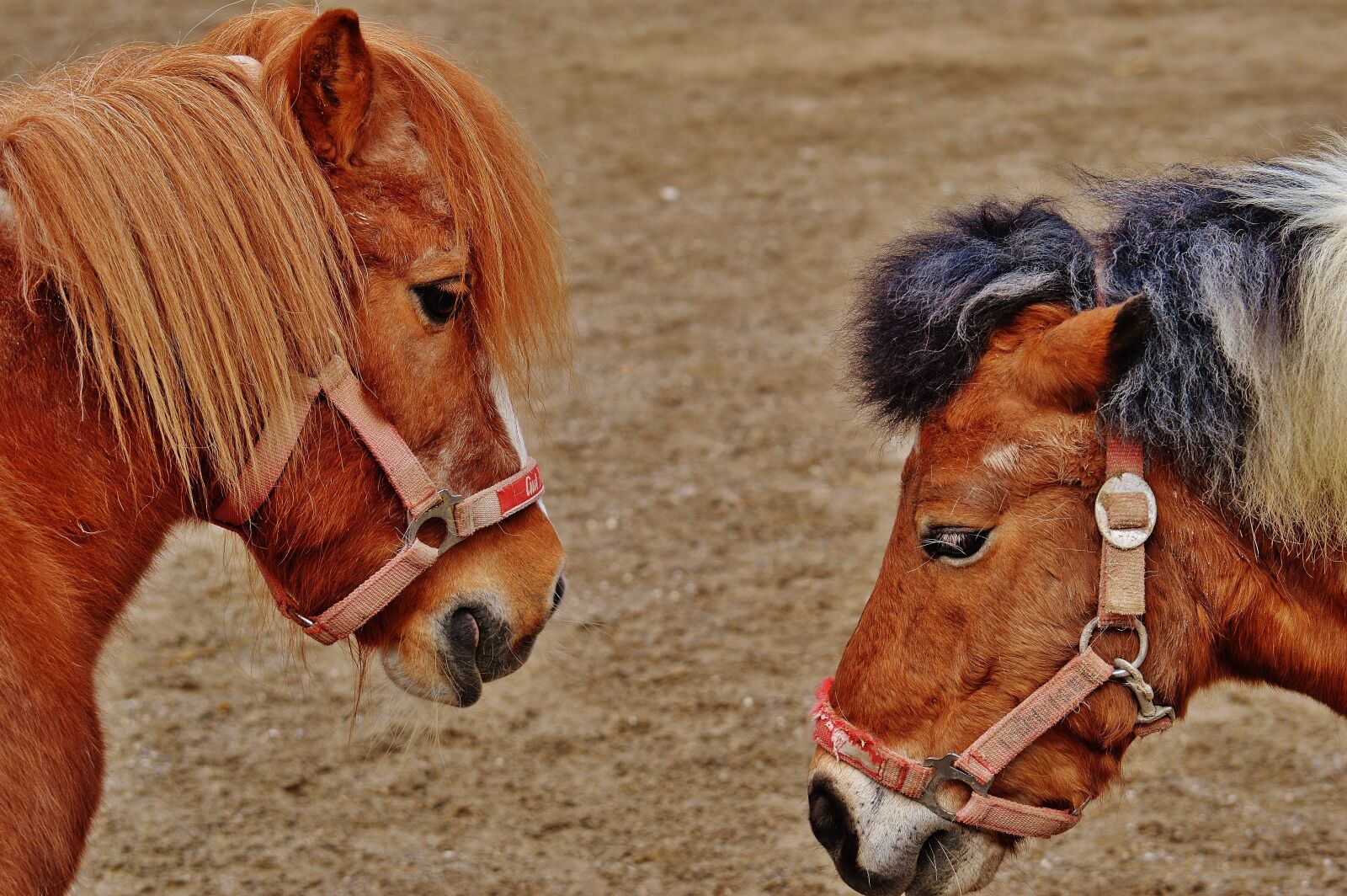 Nikon D3200 sample photo. Pony, animal rescue, horses photography