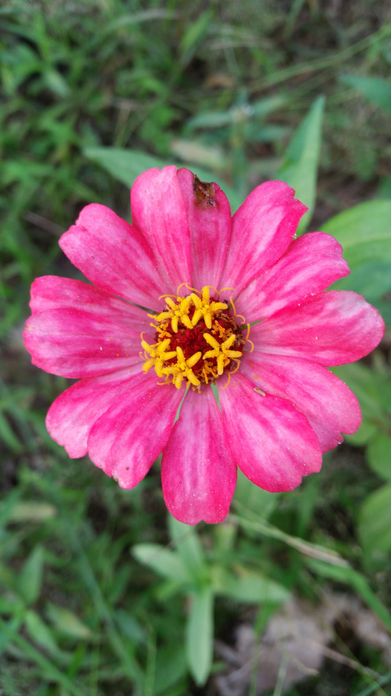 Samsung Galaxy S5 sample photo. Flower, flowers, flowers thailand photography