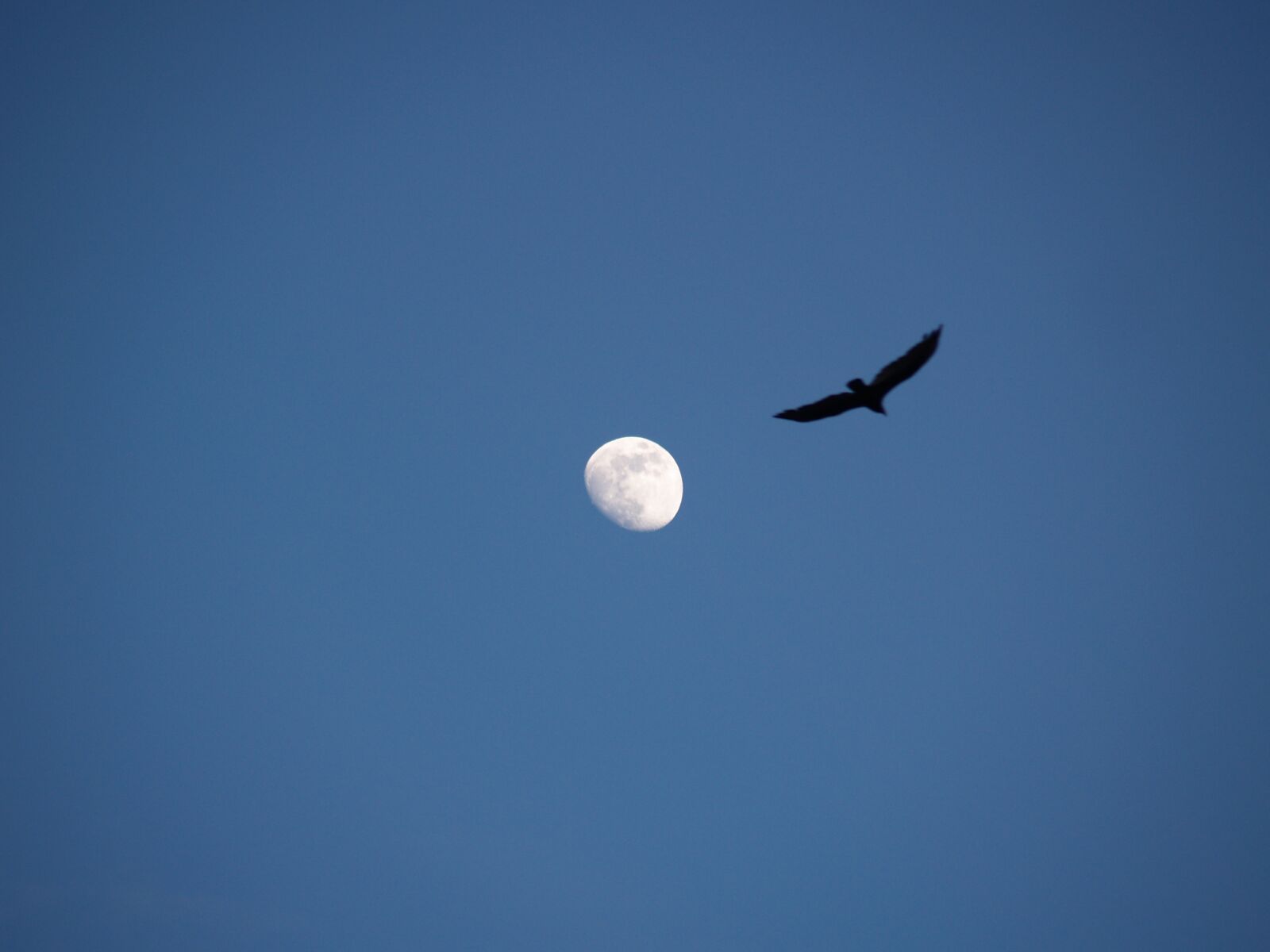 Olympus E-500 (EVOLT E-500) sample photo. Moon, bird, landscape photography