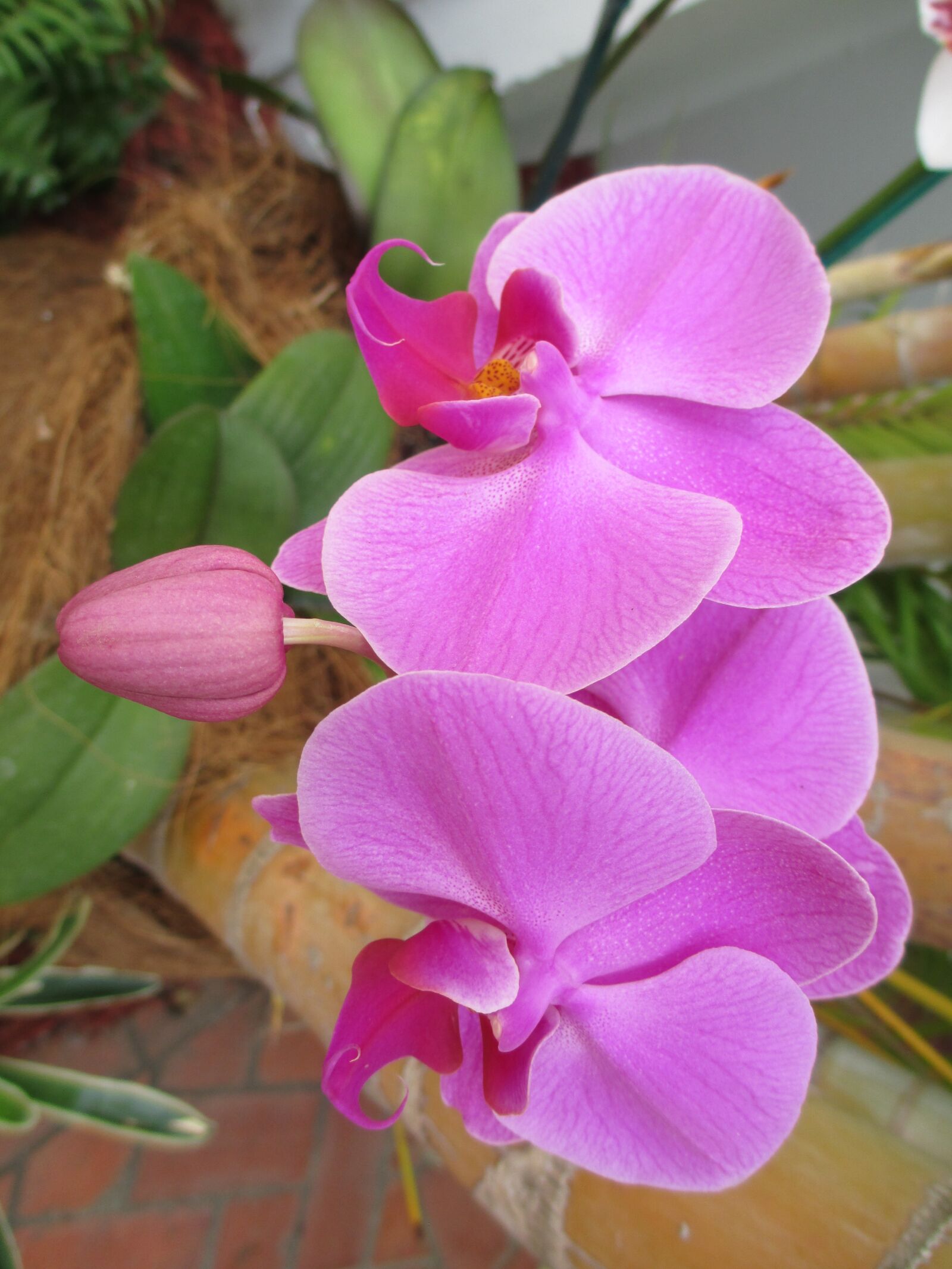 Canon PowerShot A4000 IS sample photo. Orchid, flower, color photography