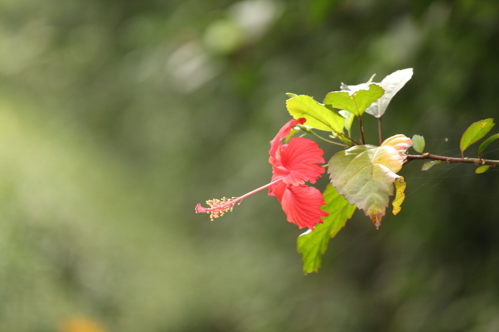 Canon EOS 1300D (EOS Rebel T6 / EOS Kiss X80) sample photo. Hibiscus, plant, bloom photography