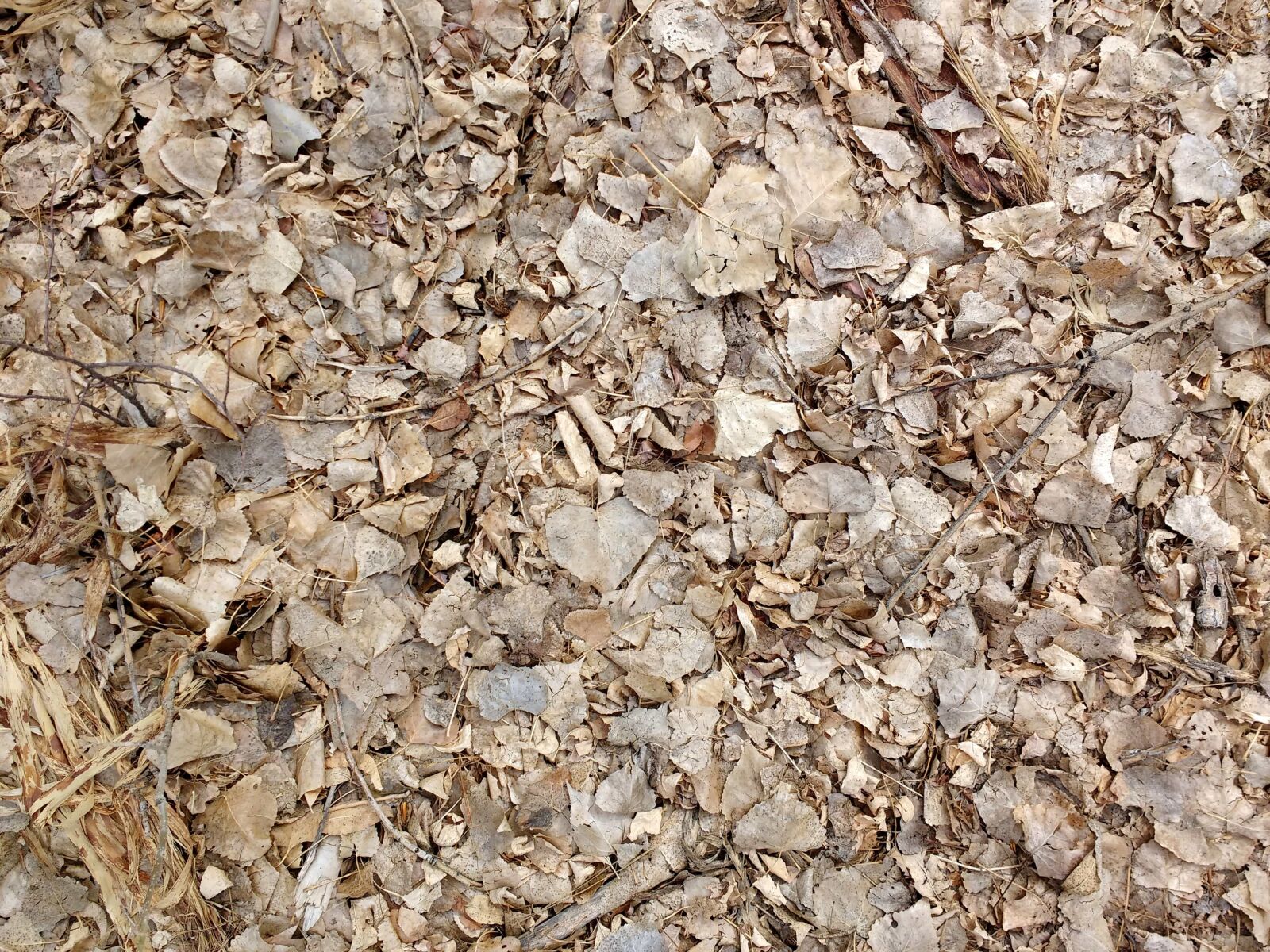 Motorola MotoG3 sample photo. Rough, surface, texture, pattern photography