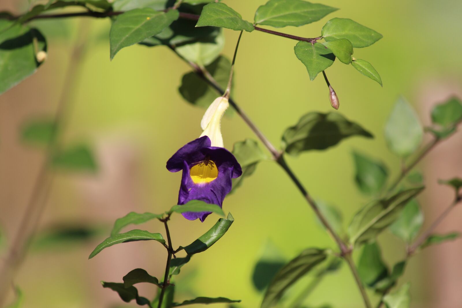 Canon EOS 700D (EOS Rebel T5i / EOS Kiss X7i) sample photo. Flower, hd background, background photography
