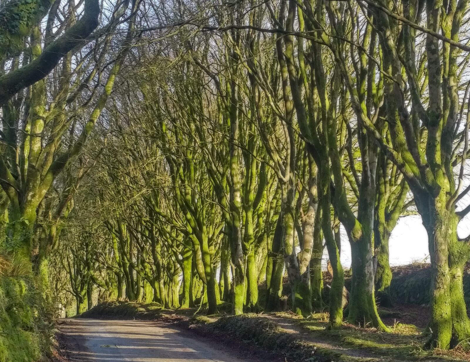 QCOM-AA QCAM-AA sample photo. Trees, countryside, cornwall photography