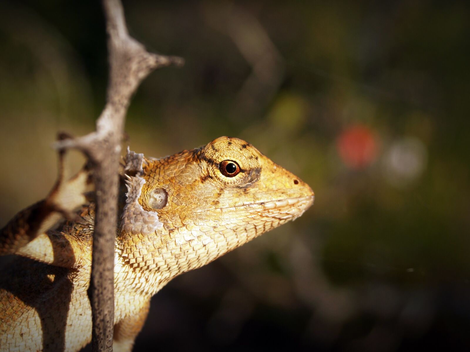 Olympus E-300 (EVOLT E-300) sample photo. Animal, close-up, eye photography