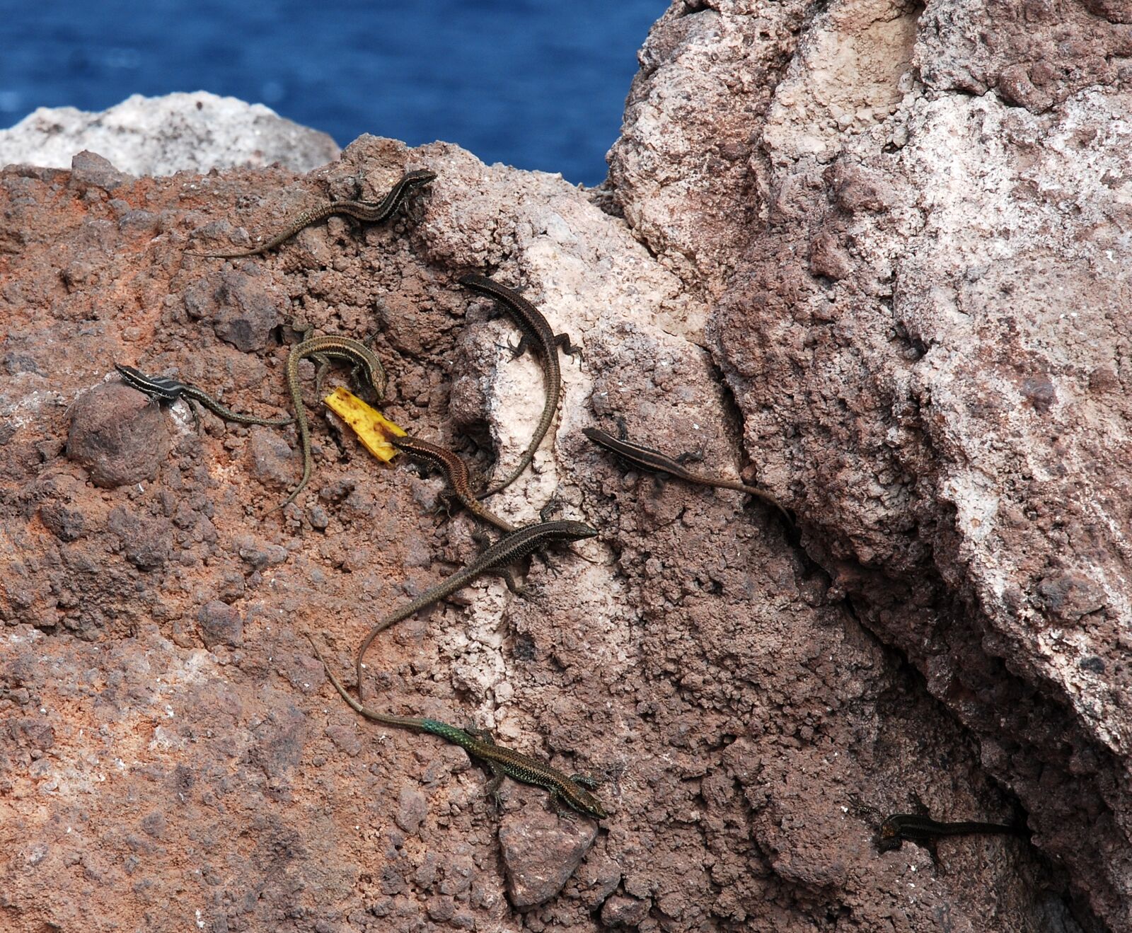 Nikon D80 sample photo. Lizards, the lizard, nature photography