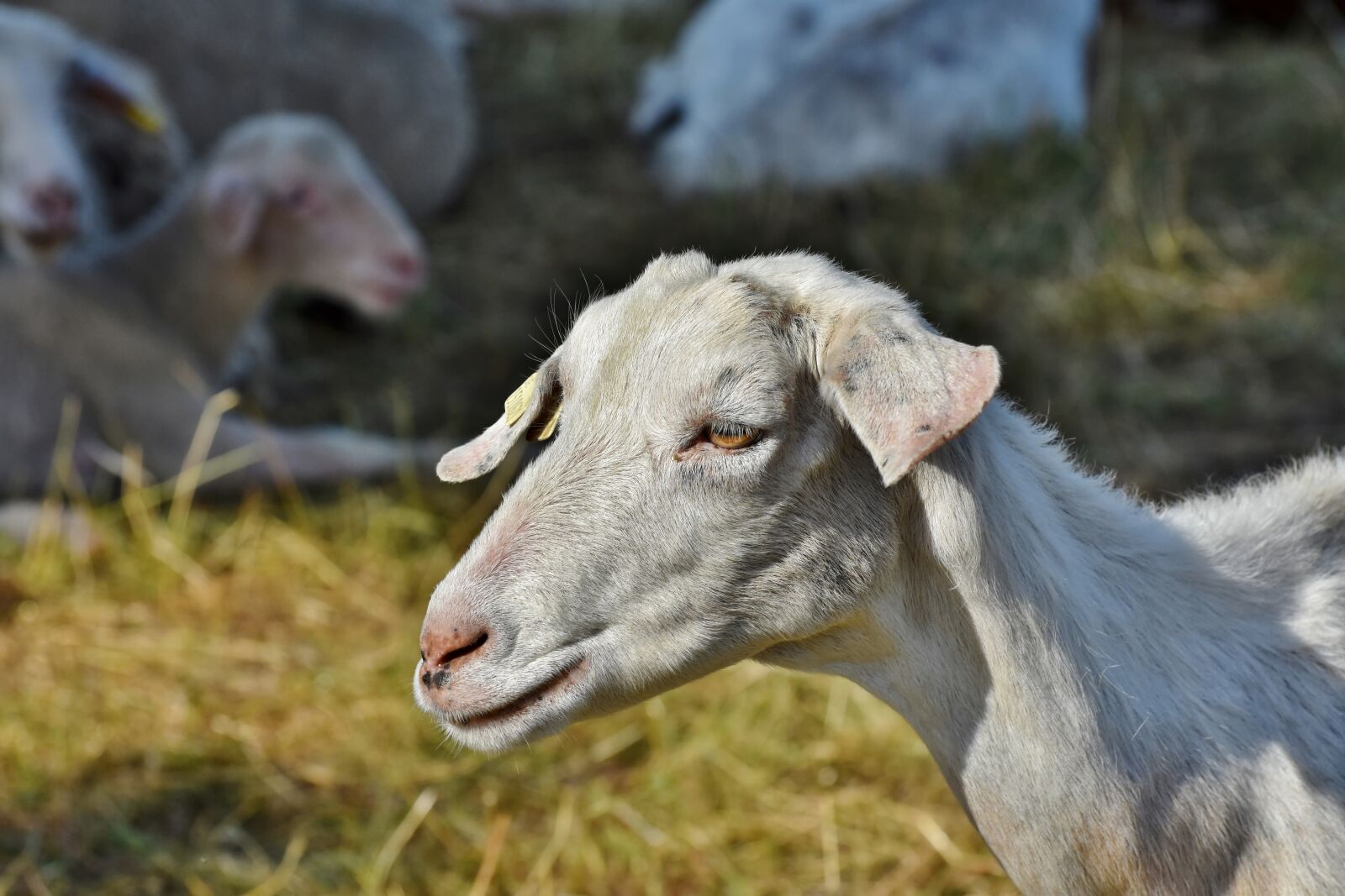 Nikon D7200 sample photo. Goat, goats, flock photography
