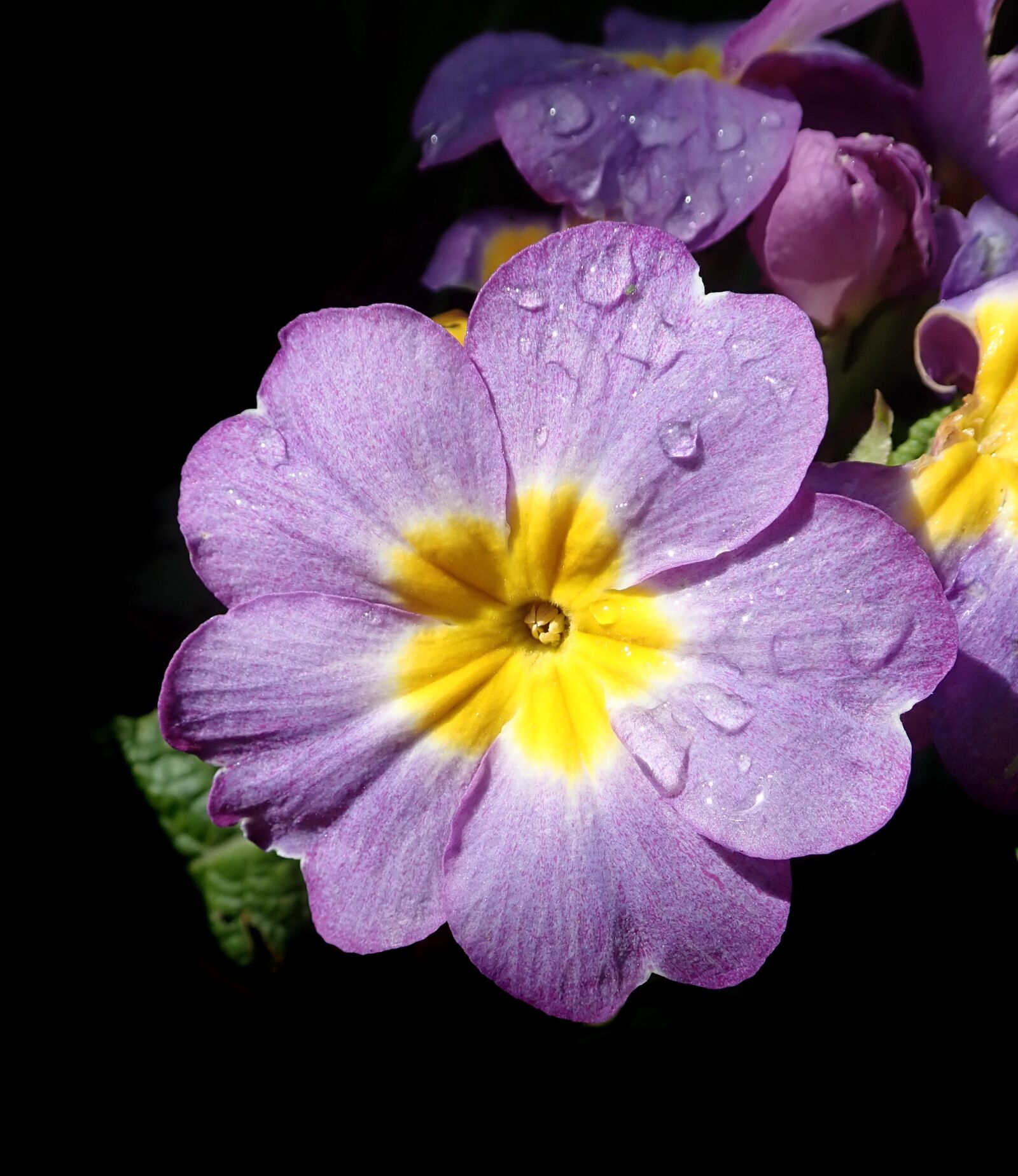 Olympus TG-5 sample photo. Primrose, sprimg, flower photography