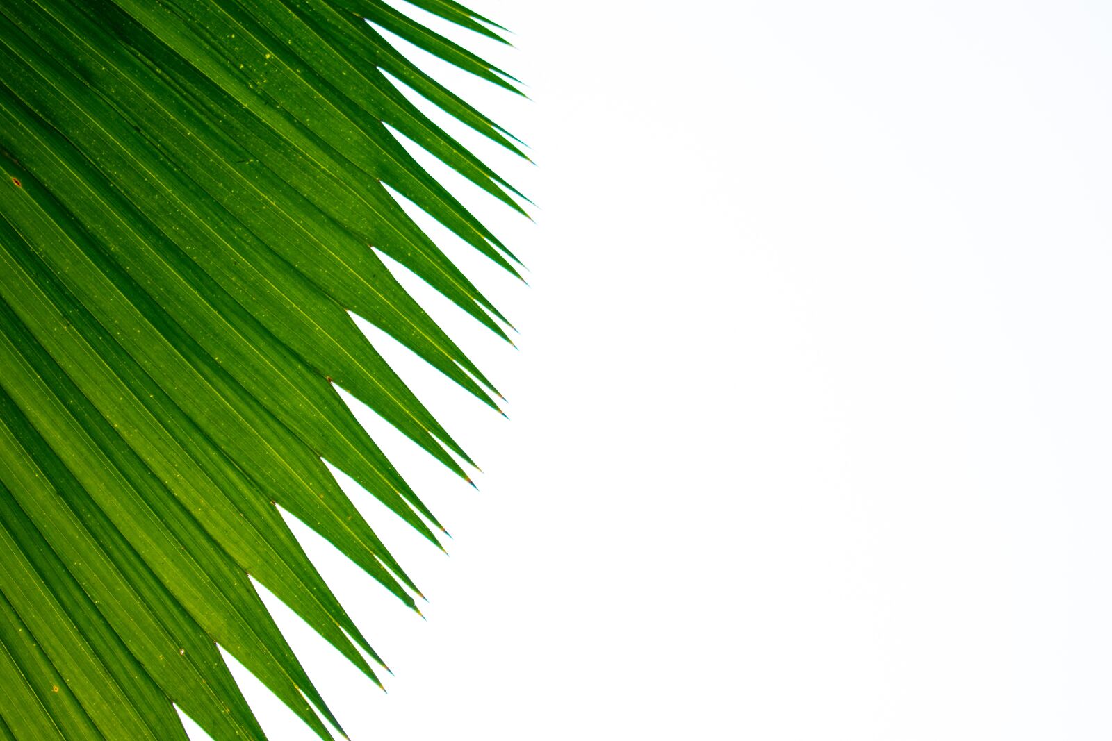 Nikon D3400 sample photo. Green, forrest, leaf photography