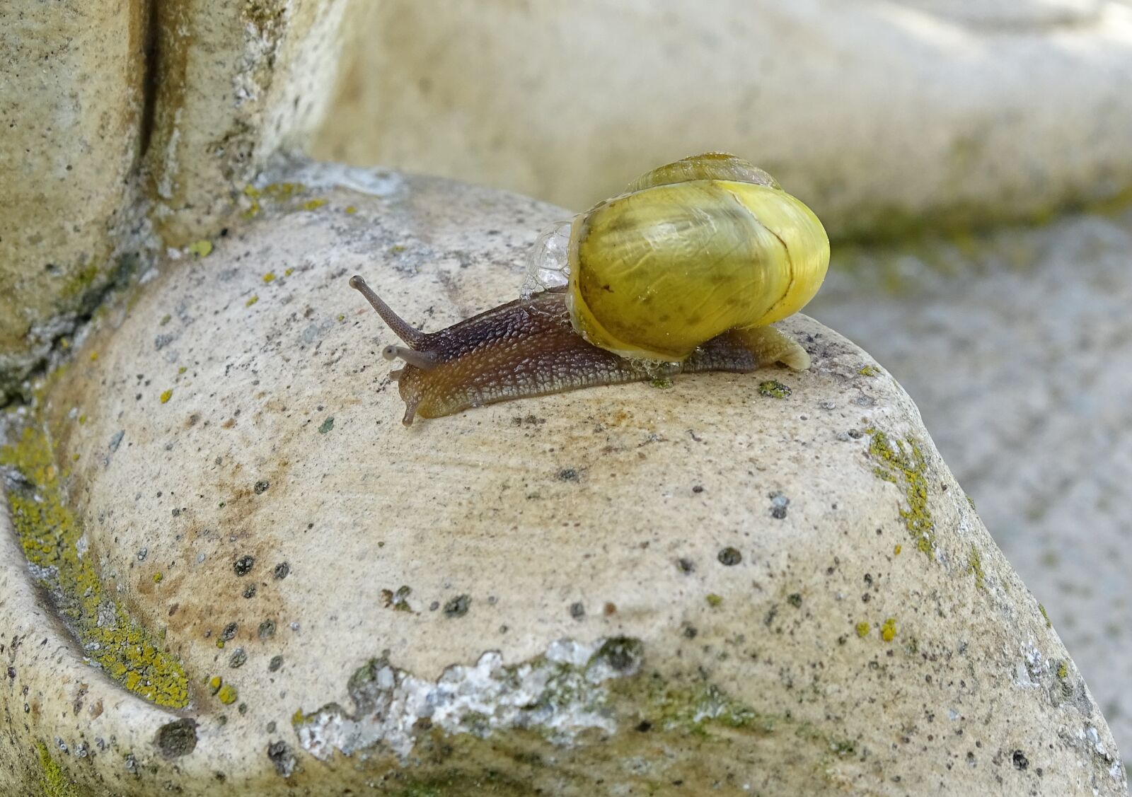 Sony Cyber-shot DSC-HX400V sample photo. Snail, shellfish, garden snail photography