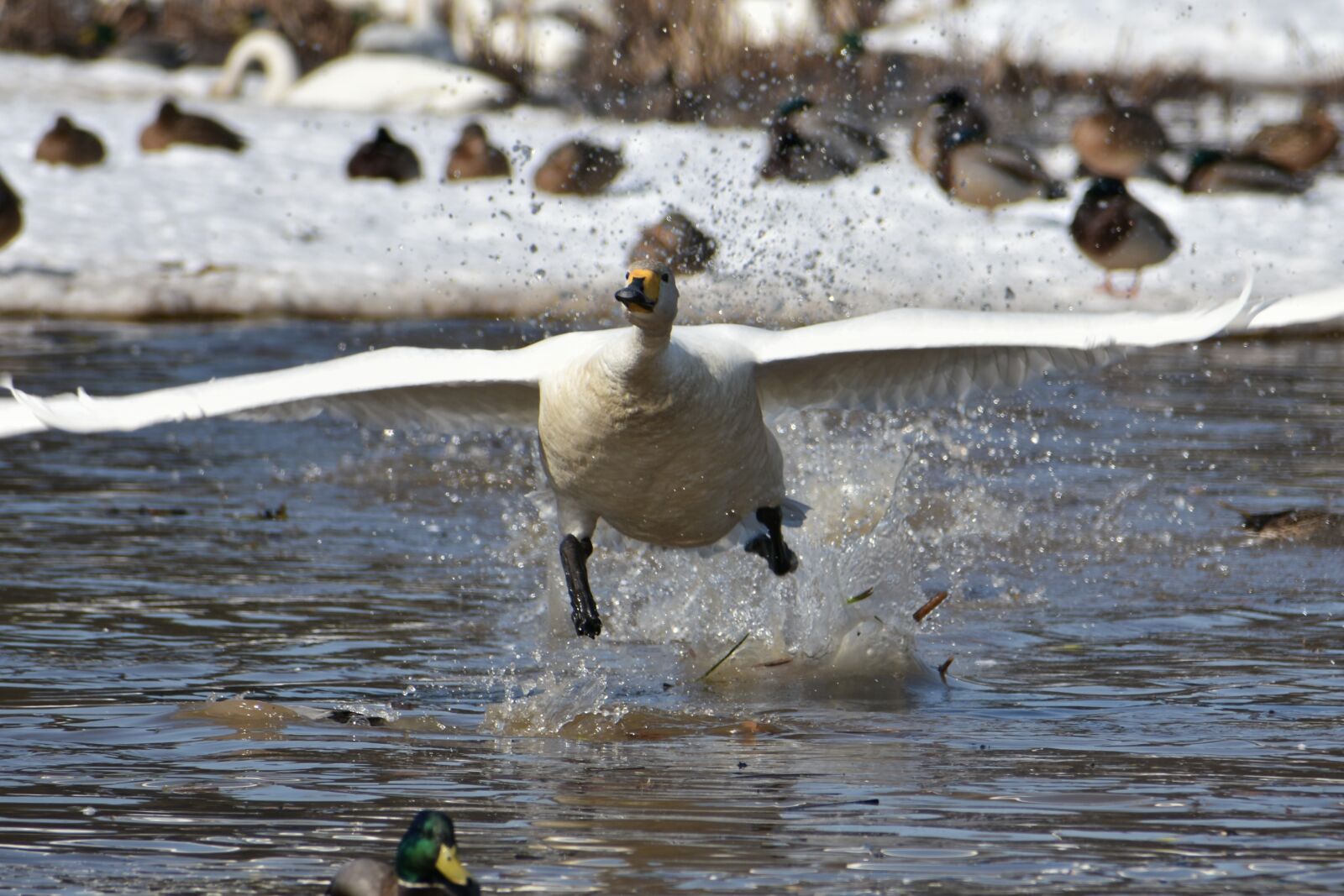 Nikon D7200 sample photo. Animal, lake, waterside photography