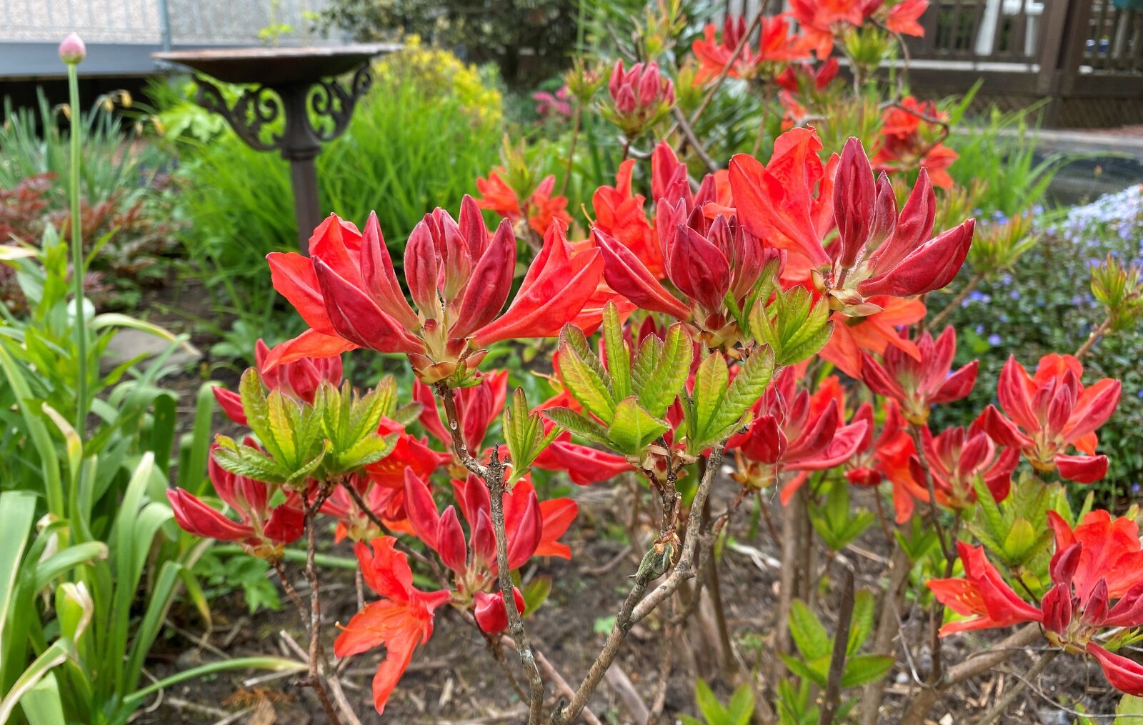 Apple iPhone 11 sample photo. Red azalea, red, green photography