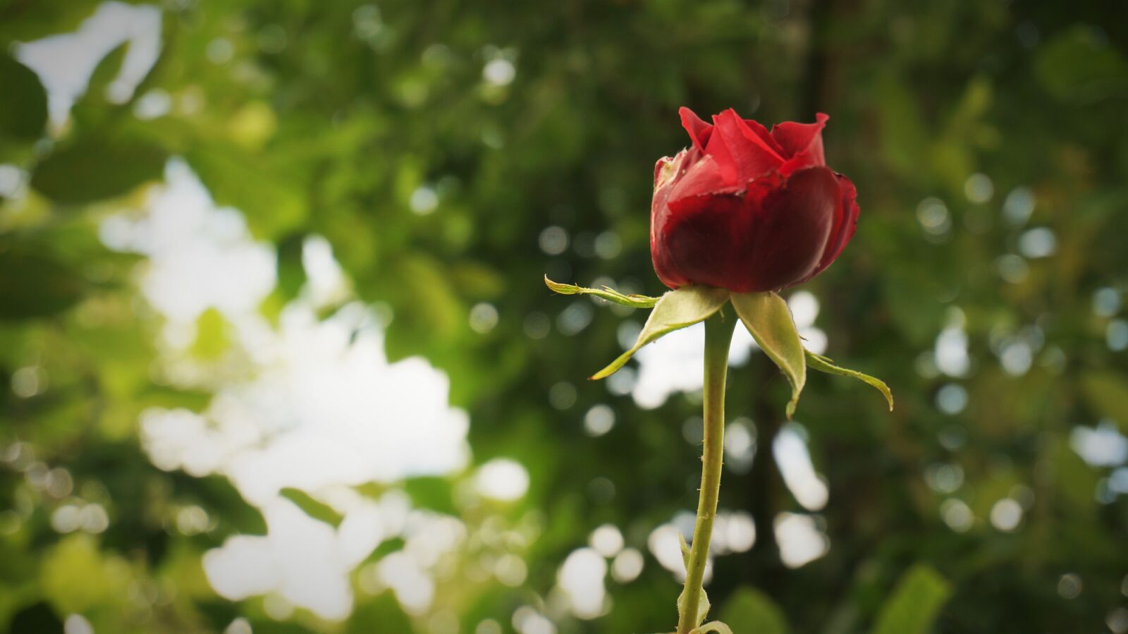Sony Alpha NEX-5R sample photo. Rose, nature, flower photography