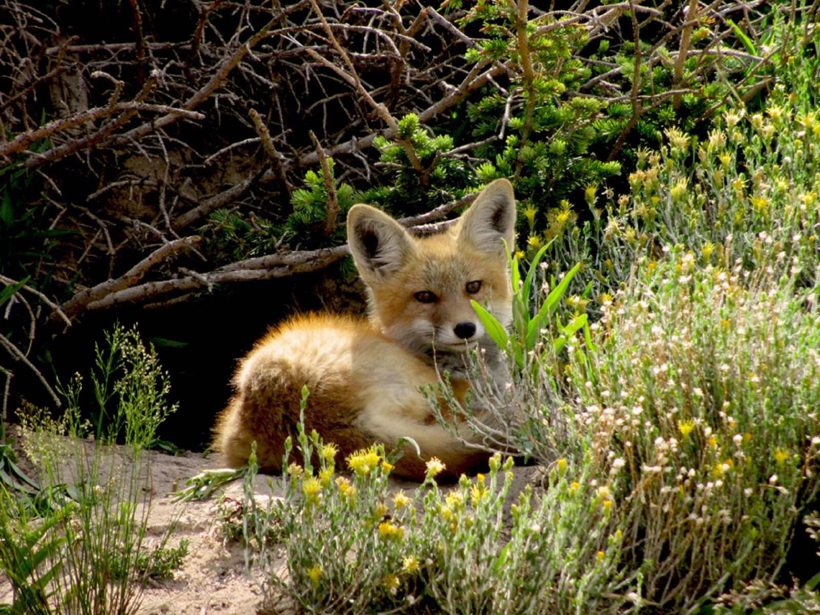Canon PowerShot A4000 IS sample photo. Red fox, wildlife, nature photography