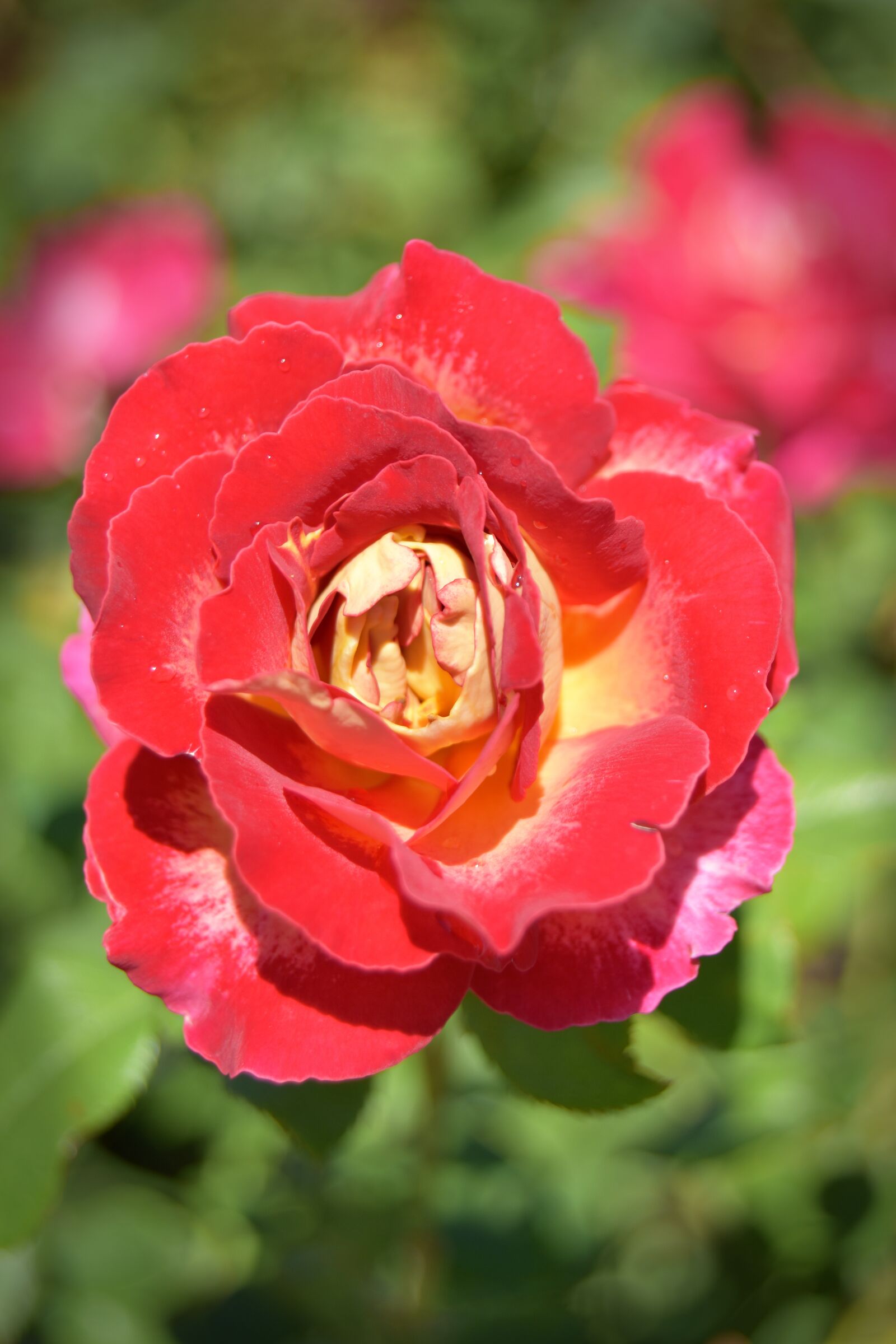 Nikon D5500 sample photo. Flower, nature, flora photography