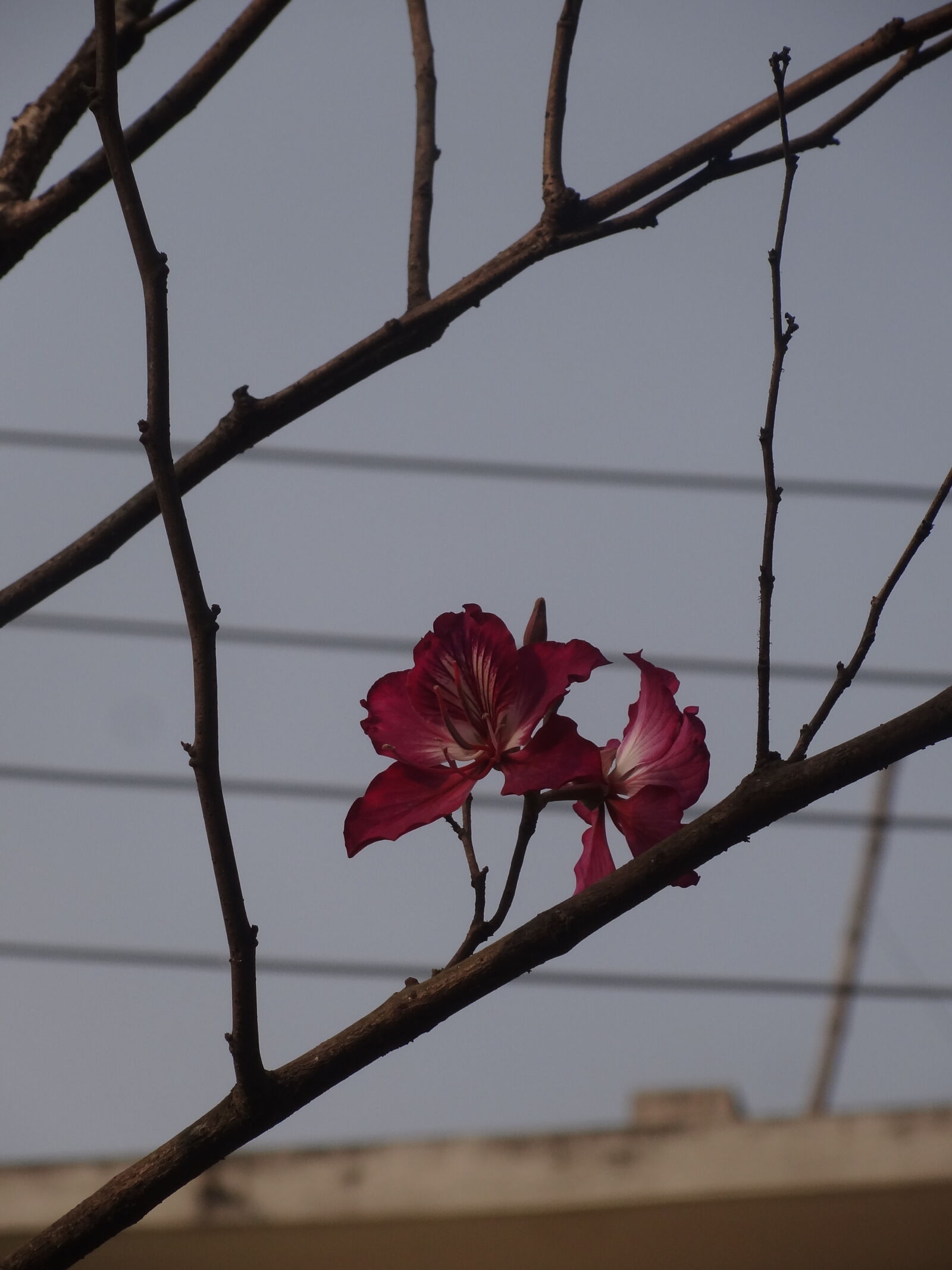 Sony Cyber-shot DSC-HX7V sample photo