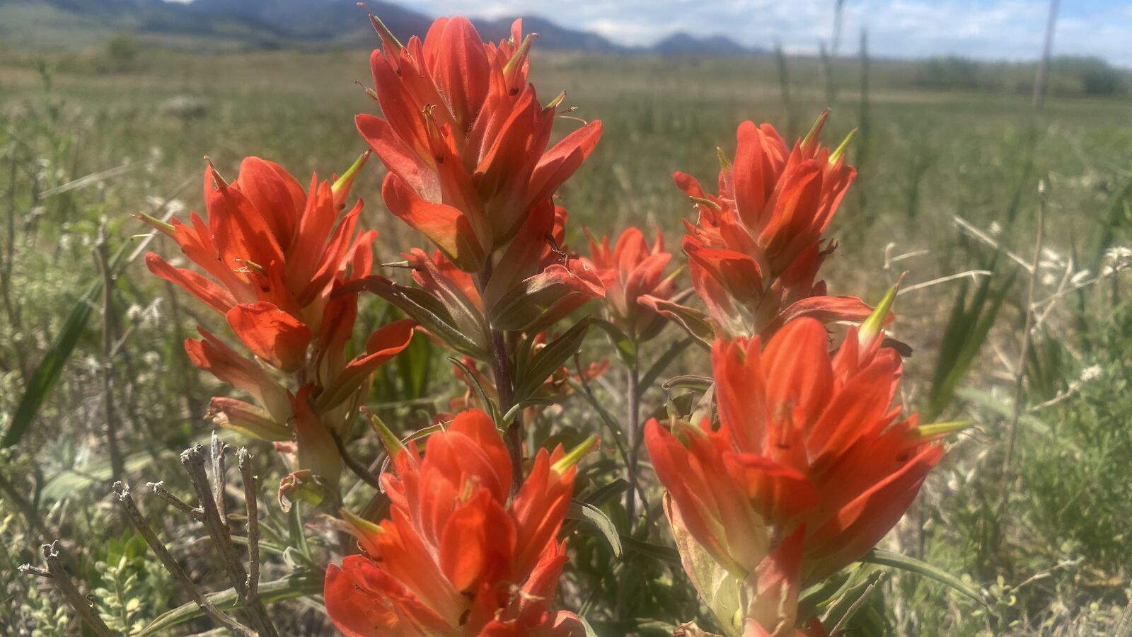 iPhone 11 Pro Max back triple camera 4.25mm f/1.8 sample photo. Wildflowers, red, mountain photography