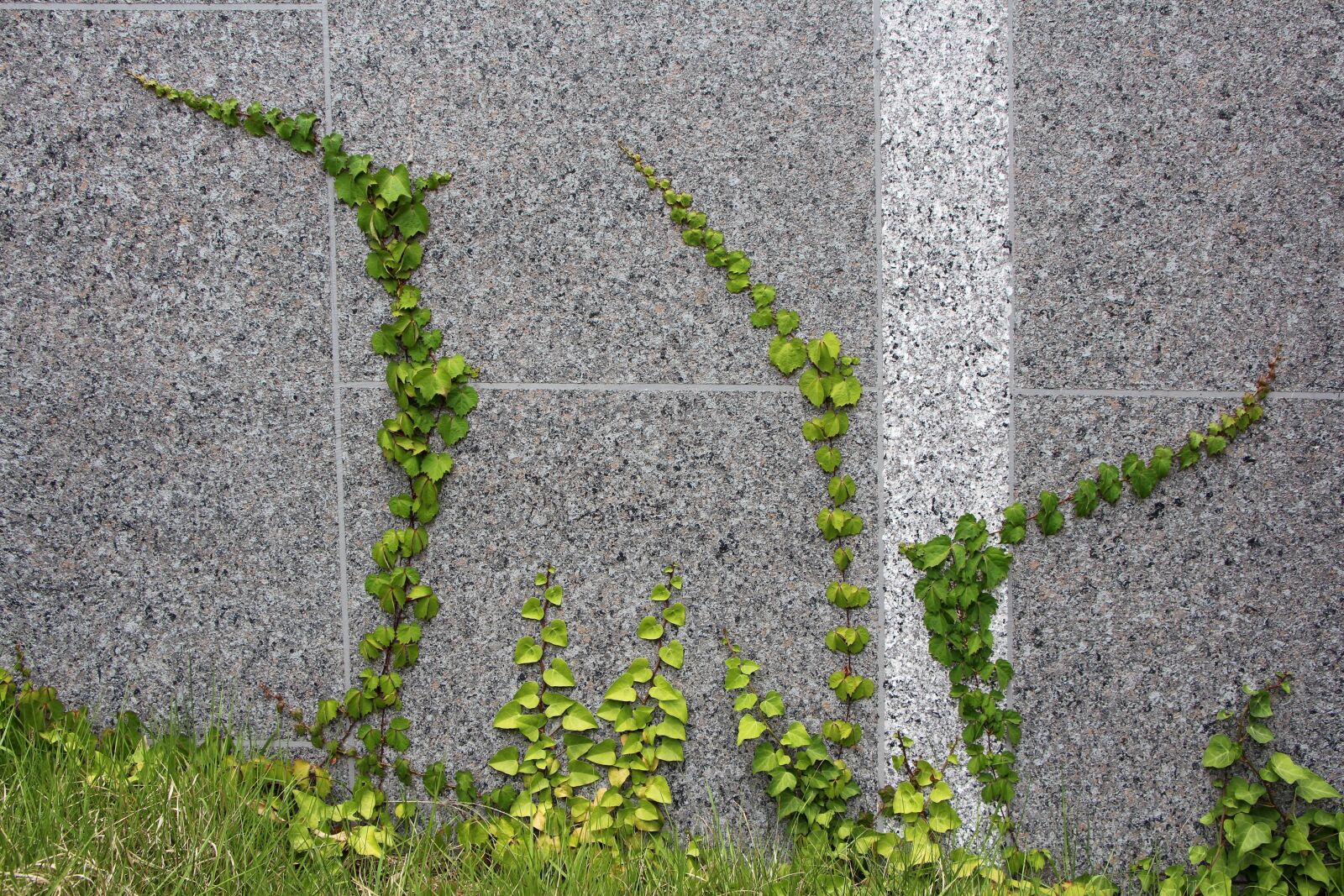 Canon EOS 650D (EOS Rebel T4i / EOS Kiss X6i) sample photo. Ivy, vine, abstract photography