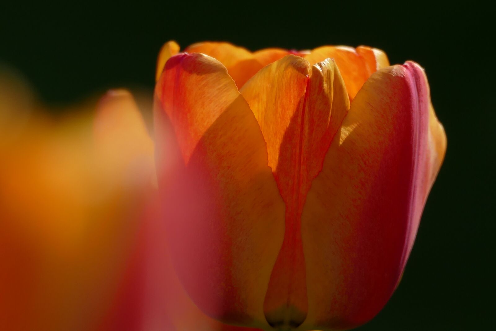 Panasonic Lumix DMC-FZ1000 sample photo. Tulip, garden, close up photography