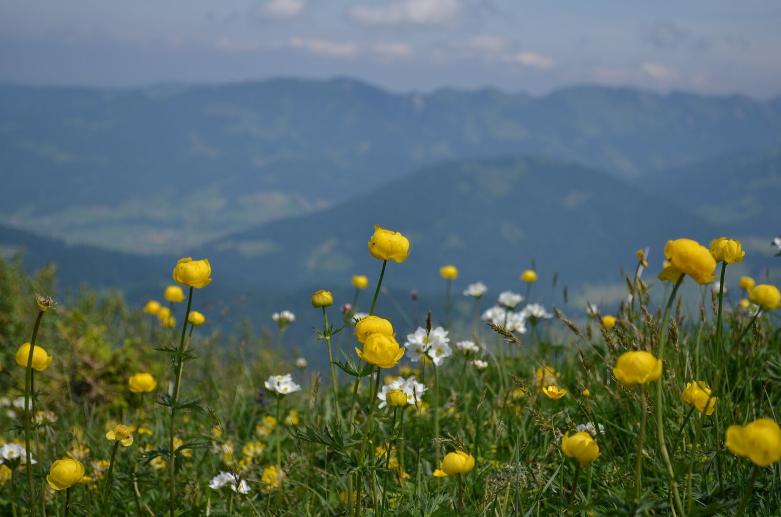 Nikon D5100 sample photo. Field, meadows, nature photography