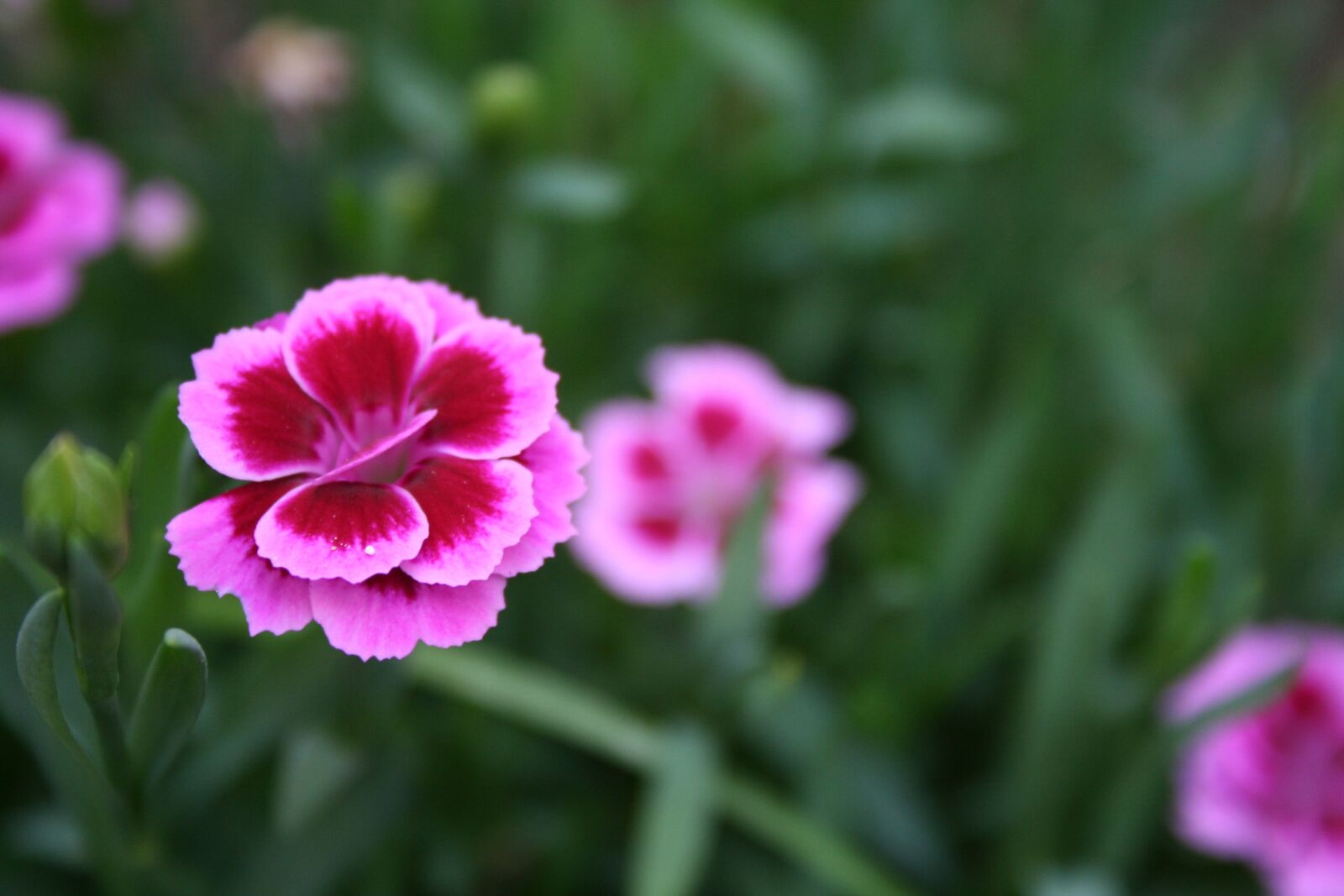 Canon EOS 350D (EOS Digital Rebel XT / EOS Kiss Digital N) sample photo. Flowers, plants, nature photography