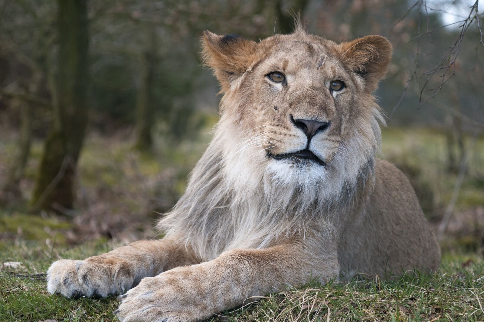Nikon D300S sample photo. Lion, zoo, male lion photography